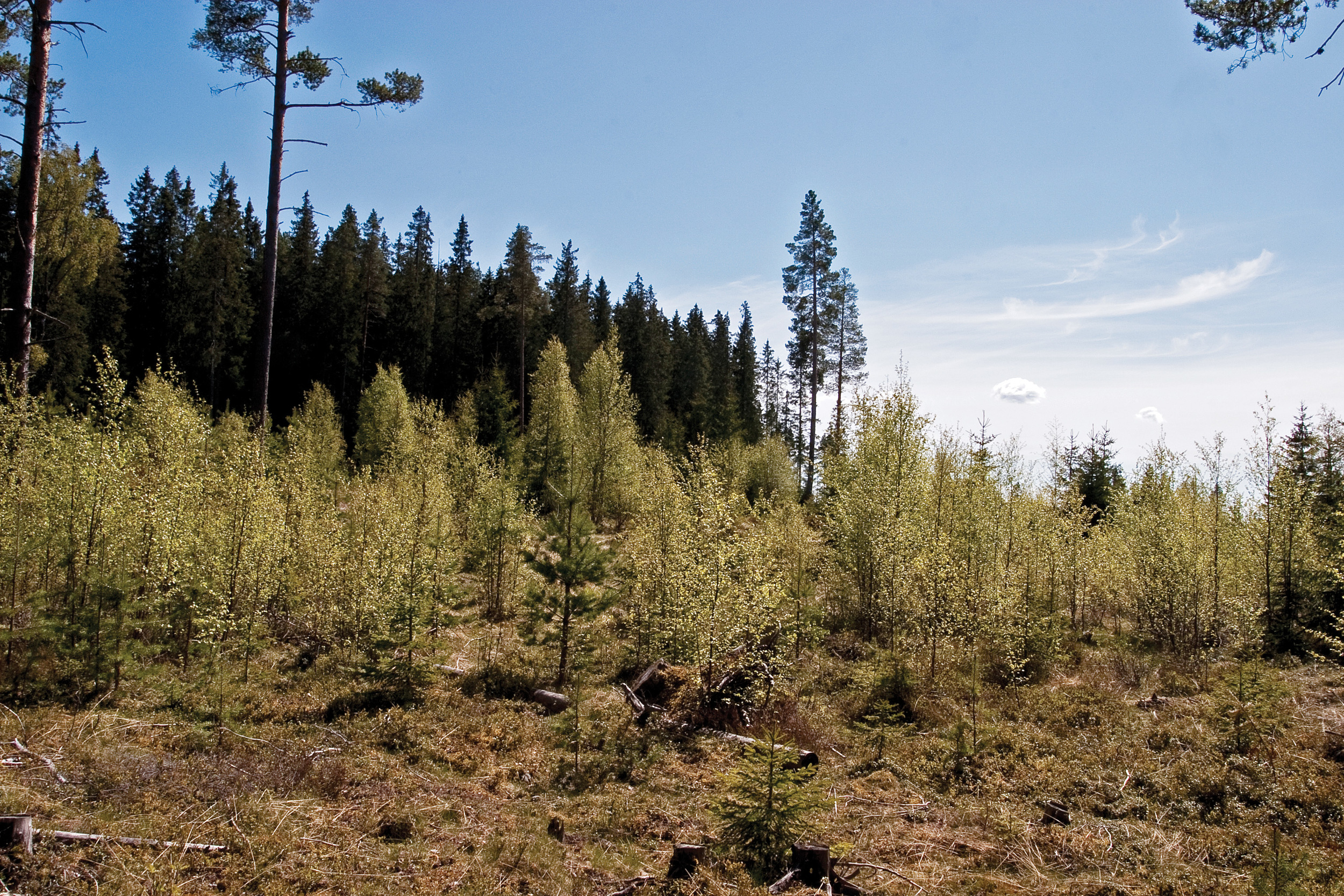 Det skal tilstrebes en lauvtreandel på minimum 10 prosent i framtidsskogen. Her er det nok i overkant, med behov for ungskogpleie hvis ikke bjørka skal ta overhånd. Gran, Oppland. Foto: John Yngvar Larsson,NIBIO