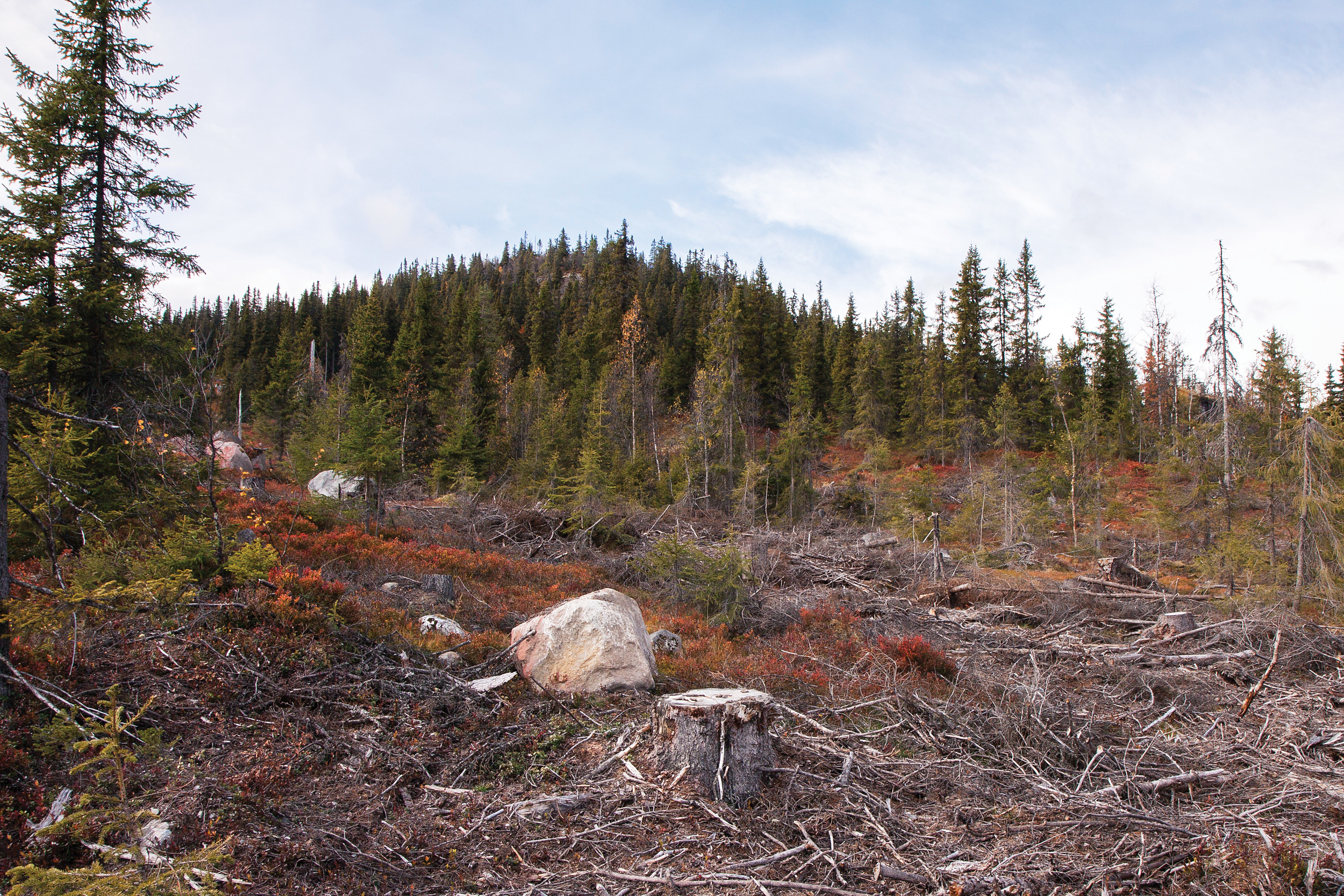 Hogst i vernskog kan gjøres ved forsiktig avvirkning, slik det gjøres ved såkalt fjellskoghogst, en kombinasjon av småflatehogst og gjennomhogst. Foto: John Yngvar Larsson, NIBIO