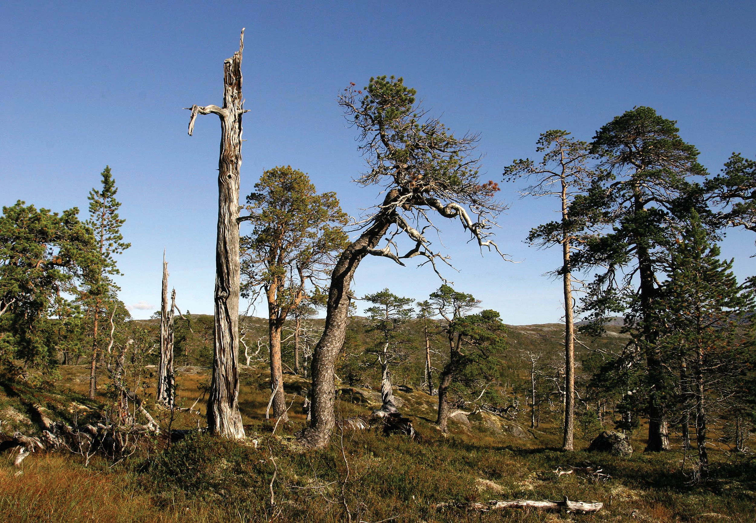 I urskogen finnes ofte mange arter som ellers er sjeldne fordi de er knyttet til selve urskogtilstanden, eksempelvis til gamle eller døde trær. Foto: Per K. Bjørklund, NIBIO