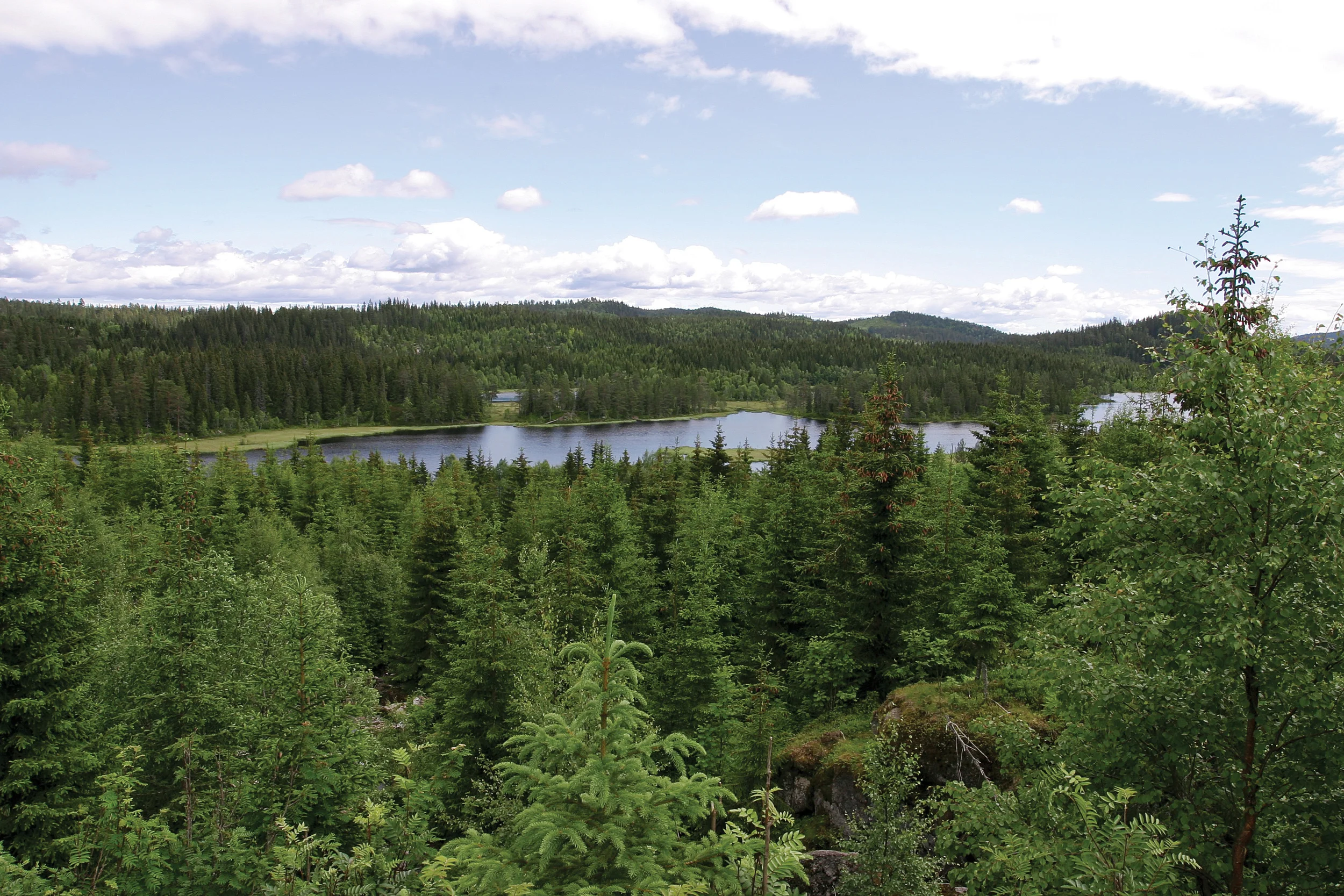 Cirka 60 prosent av skogarealet med naturskogkarakter er bartredominert, og de største arealene ligger i Telemark, Nordland og Nord-Trøndelag. Siljan, Telemark. Foto: John Yngvar Larsson, NIBIO