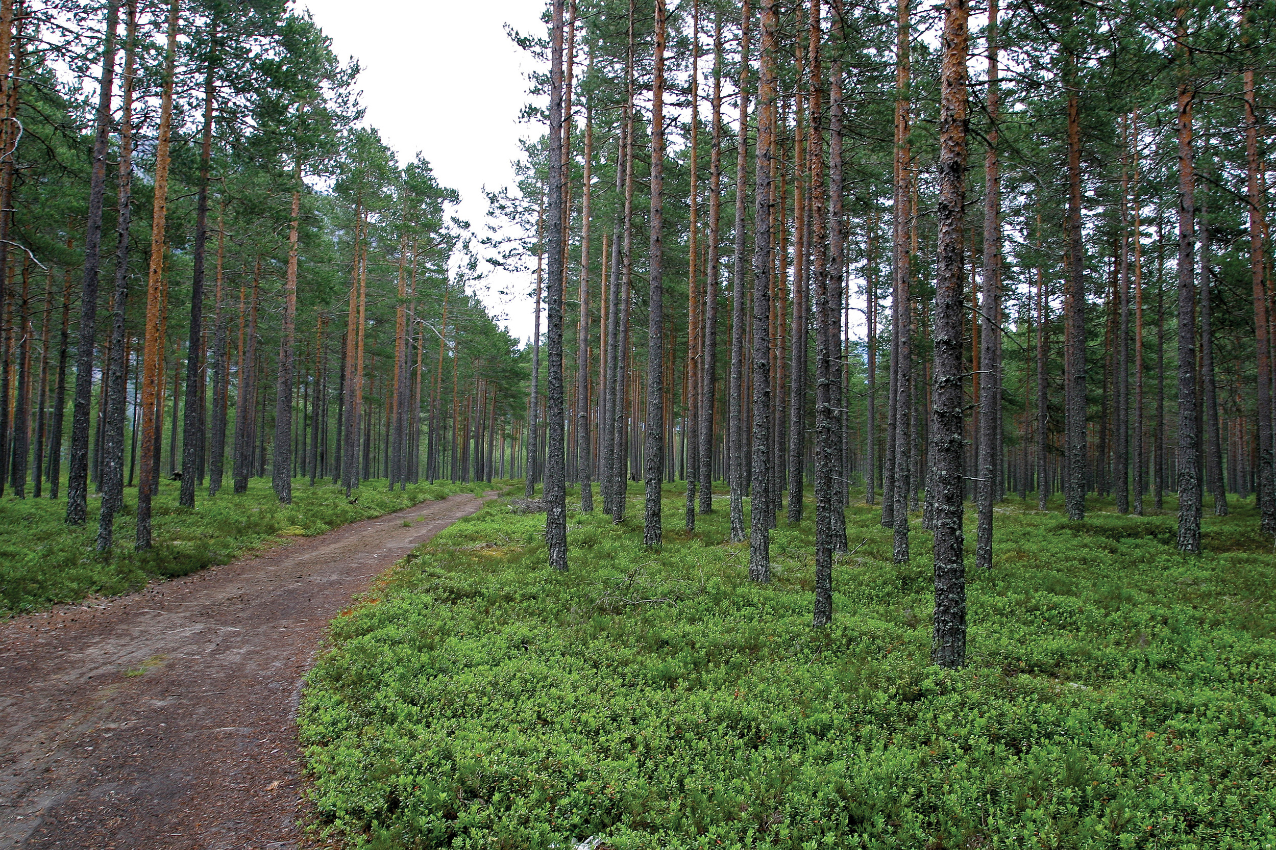Skogsbilveger, traktorveger, landbruksveger, anleggsveger, seterveger og andre private veger med lengde over 50 meter, er definert som tyngre teknisk inngrep. Valle, Aust-Agder. Foto: John Yngvar Larsson,NIBIO