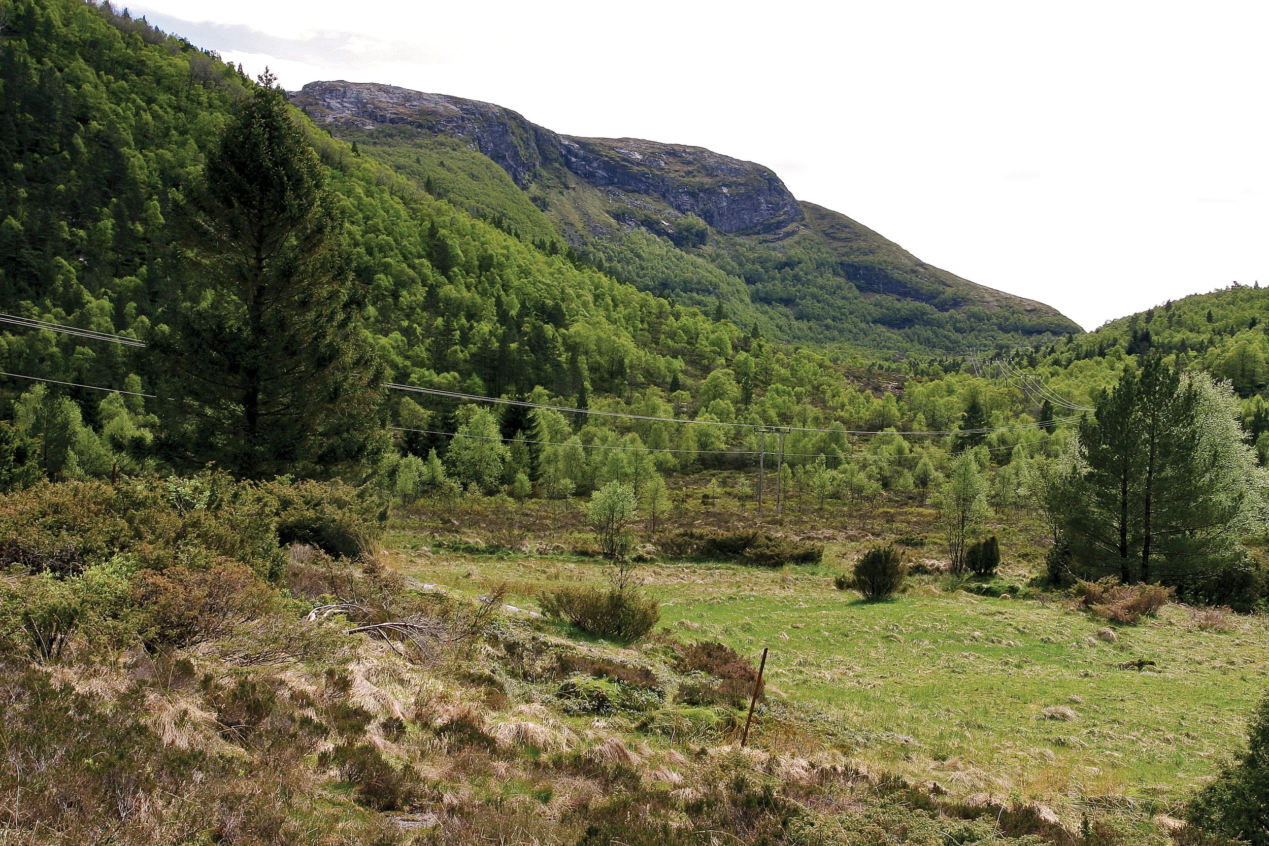 I Norge regnes ofte treslagsskifte, det vil si tilplanting av tidligere furuskog og lauvskog som skogreising. Skogreisingsmark i Gulen, Hordaland. Foto: John Yngvar Larsson, NIBIO