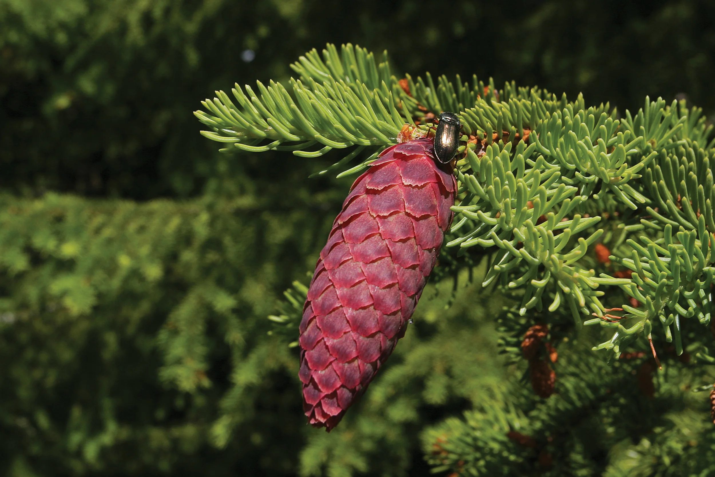 Gran ( Picea abies ) er det treslaget som er best karakterisert genetisk, både når det gjelder provenienser, familier og kloner Tidlig i utviklingen, på forsommeren, er grankonglene røde og står rett opp. Etter hvert blir de hengende og til slutt åpner skjellene seg. På etterjulsvinteren slippes frøene. Foto: John Yngvar Larsson, NIBIO