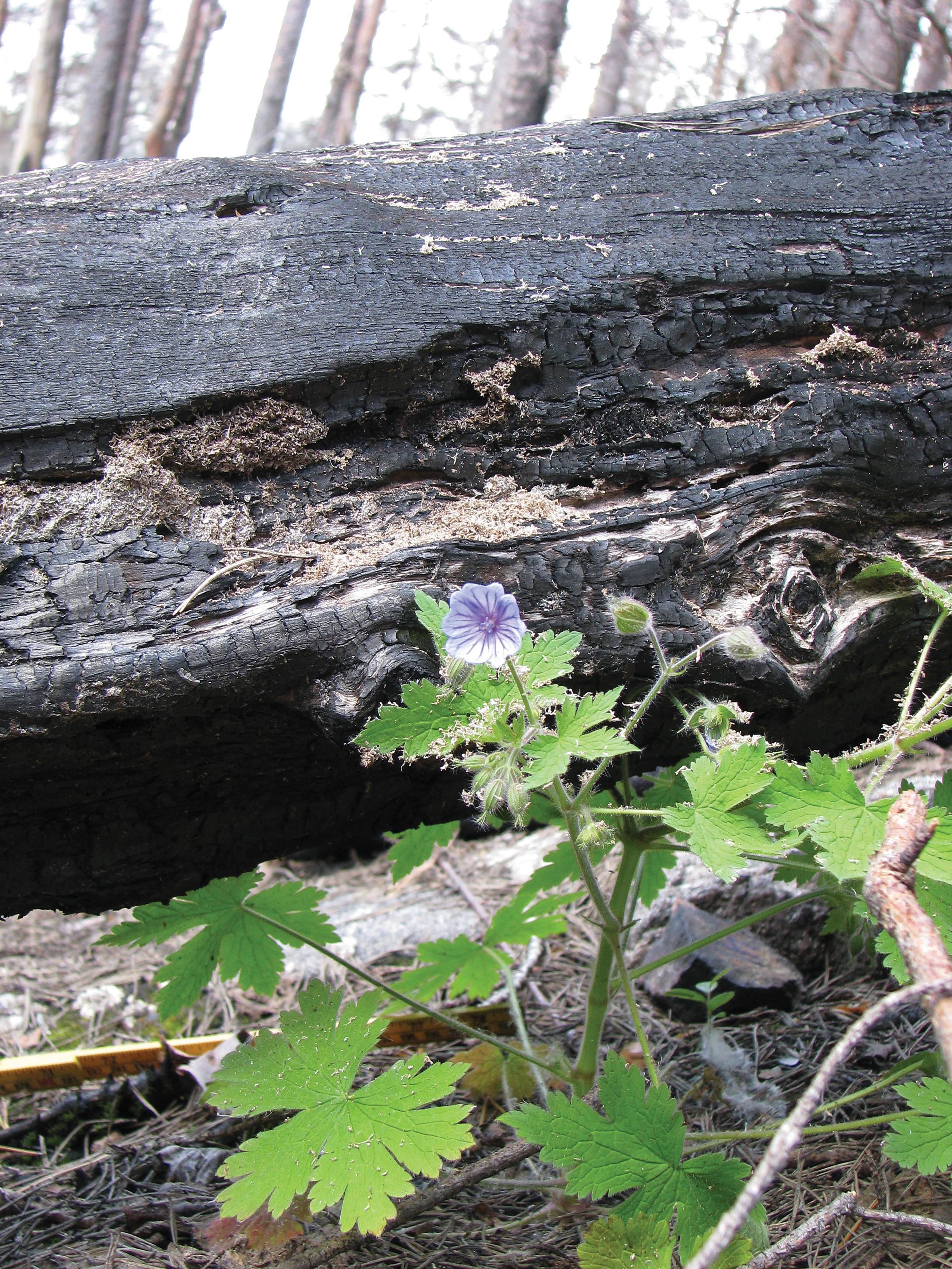 Bråtestorkenebb ( Geranium bohemicum ) på brannflata i Mykland Foto: Per Holm Nygaard, NIBIO
