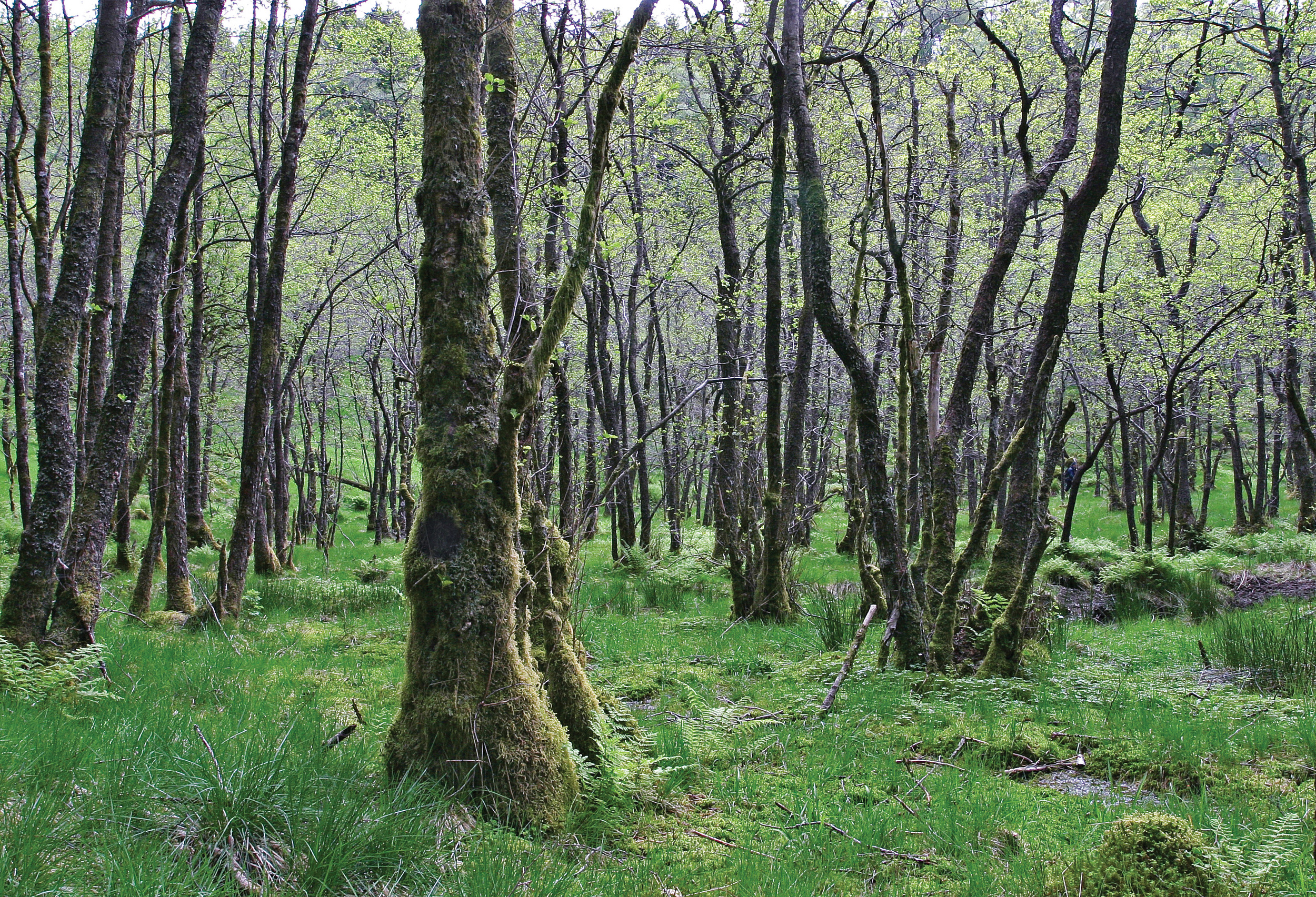 Skogsertifiseringen sørger for at viktige livsmiljøer sikres eller utvikles, blant annet gjennom spesiell behandling av verdifulle biotoper som slike svartorsumpskoger. Lindås, Hordaland. Foto: John Yngvar Larsson, NIBIO