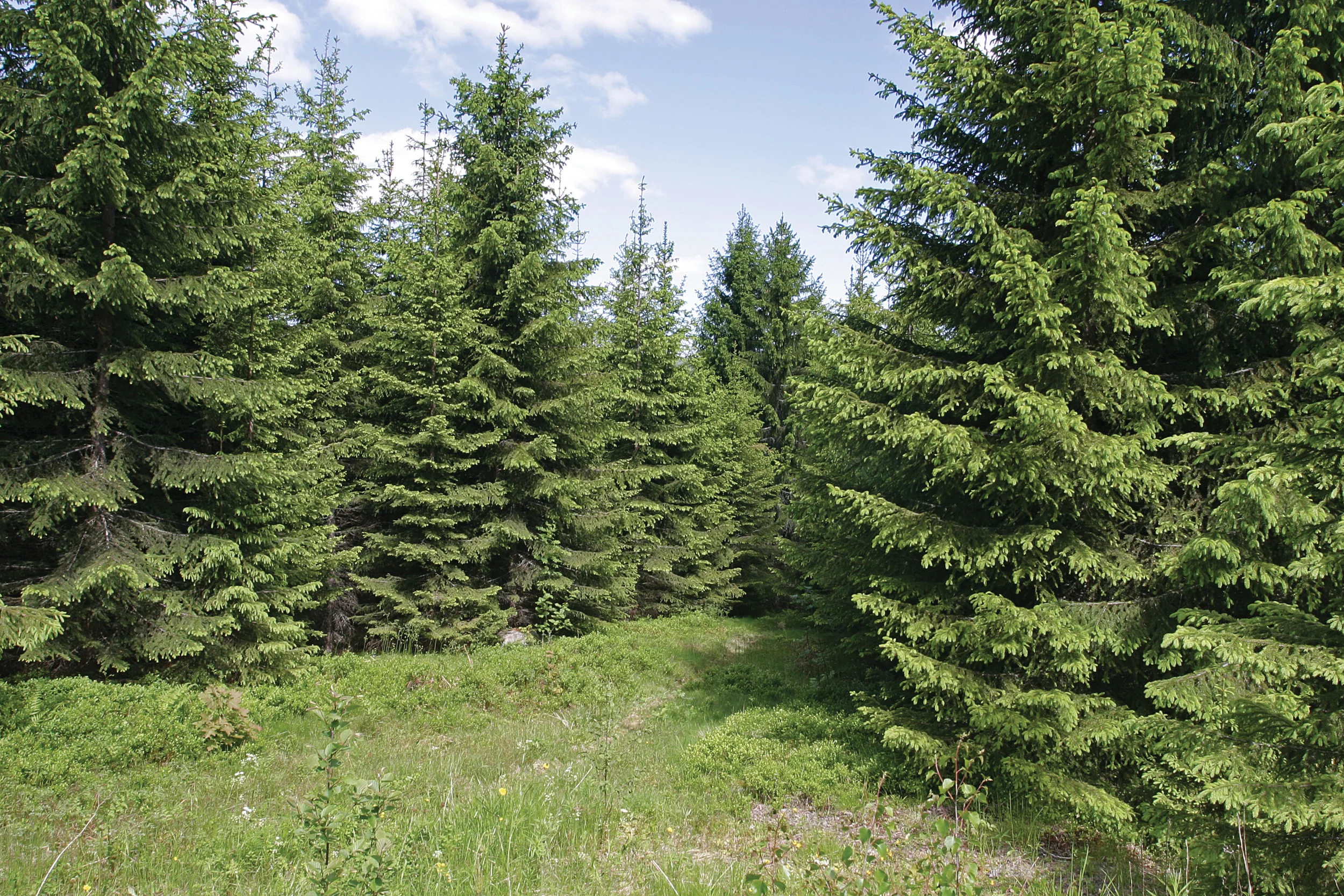 Data fra de siste ti årene viser at opp mot 60 prosent av skogfondet har gått til skogkultur. Foto: John Yngvar Larsson, NIBIO