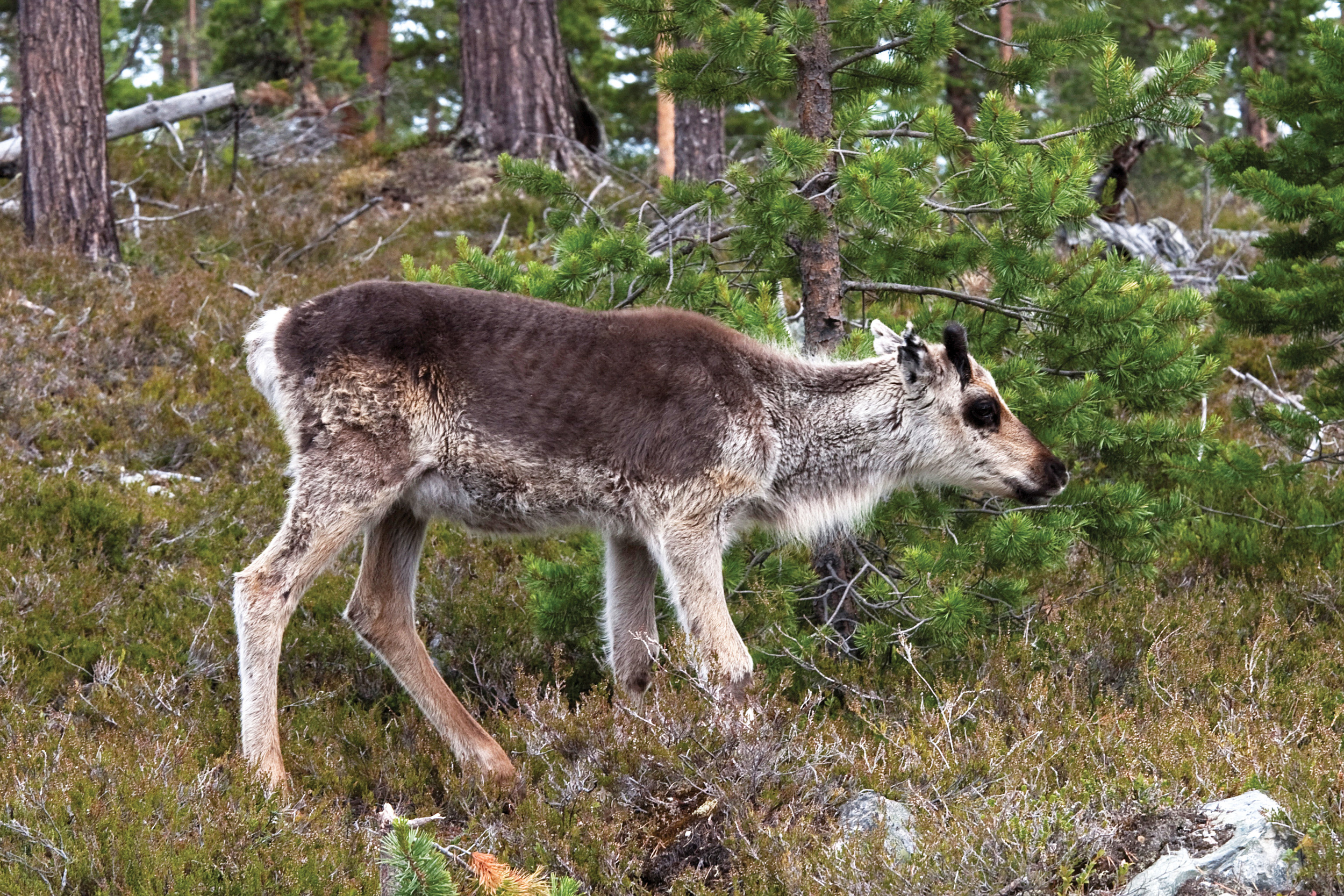 Under jaktsesongen 2016/2017 utgjorde villreinjakta 222 tonn av 5 800 tonn kjøtt. Foto: John Y. Larsson, NIBIO