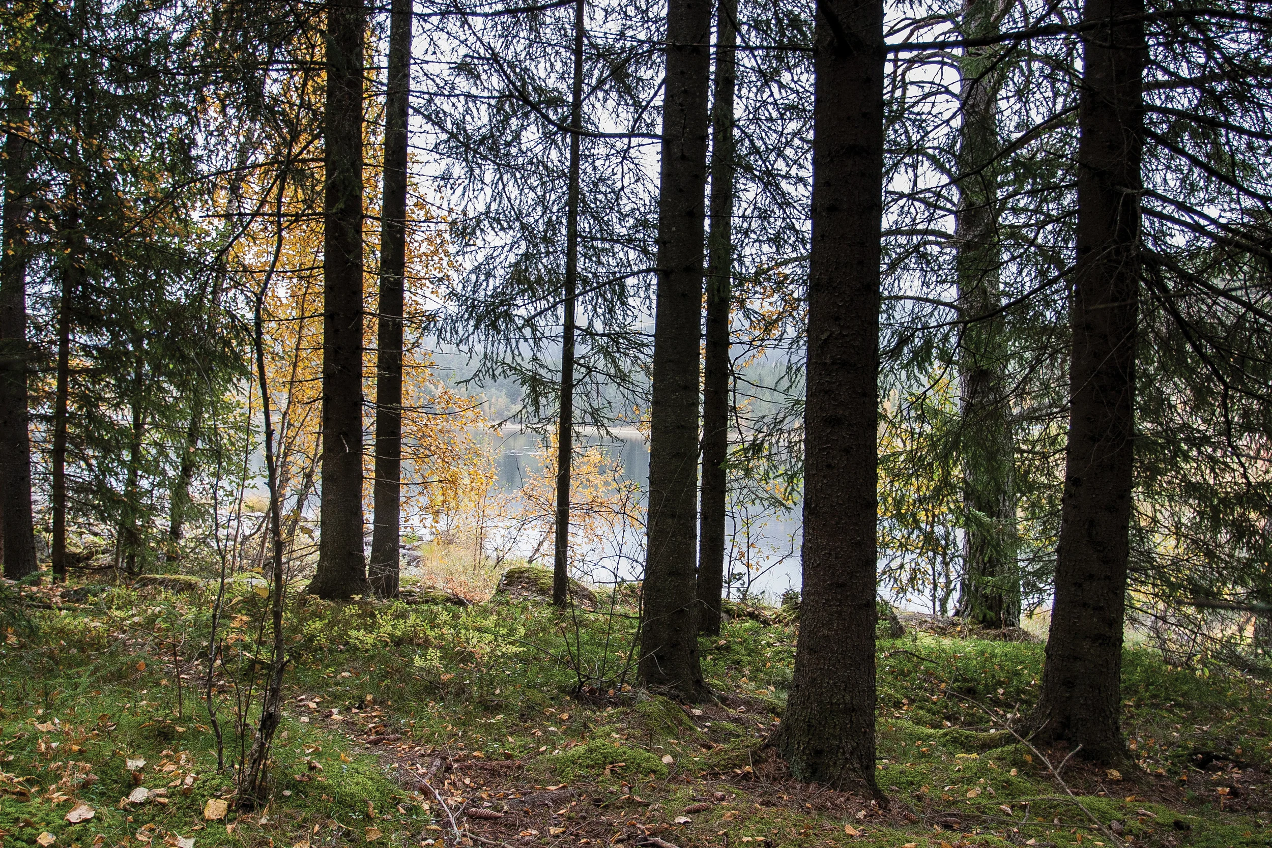 Mer enn 80 prosent av Norges produktive skogareal er i privat eie. Foto: John Yngvar Larsson, NIBIO