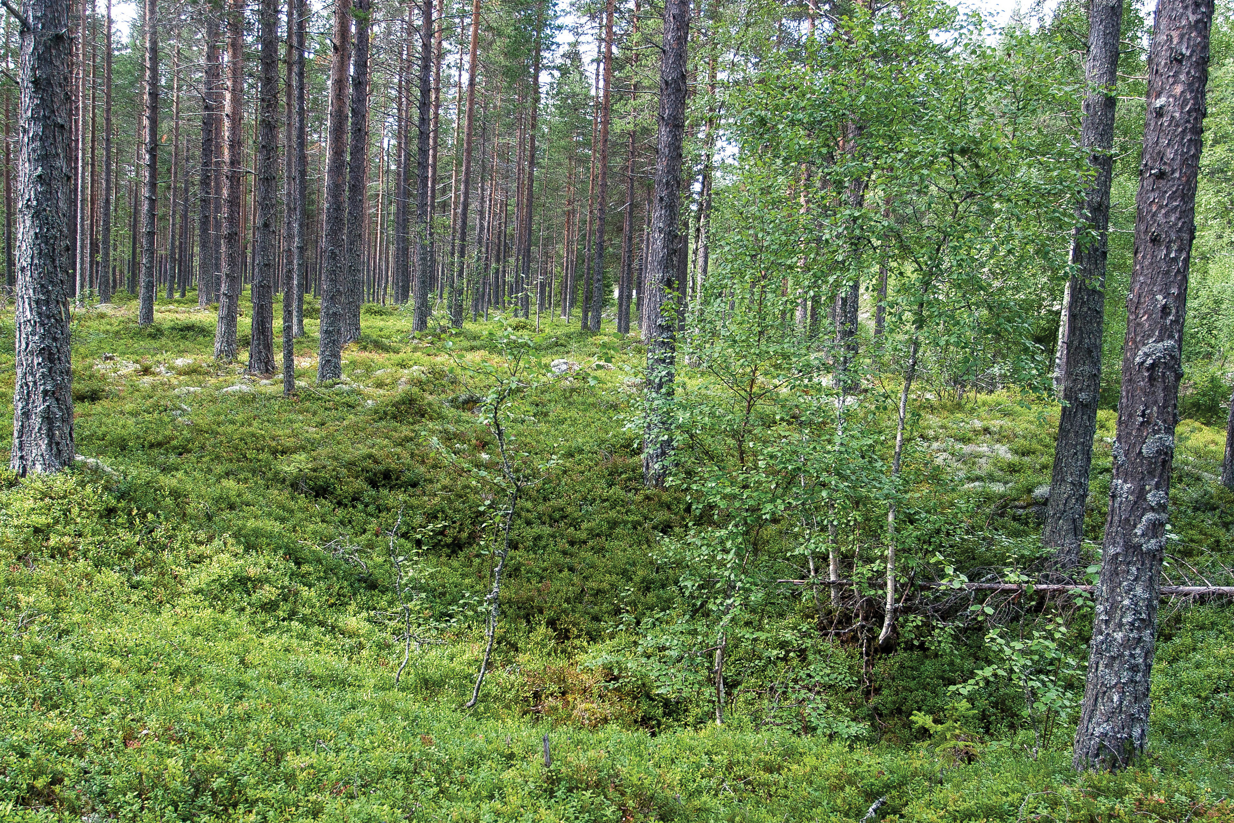 En omfattende jernproduksjon gjennom flere hundre år krevde store mengder kull til drift av ovnene. Rester av kullgroper er vanlige kulturminner i skog. Imsroa, Hedmark. Foto: John Yngvar Larsson, NIBIO