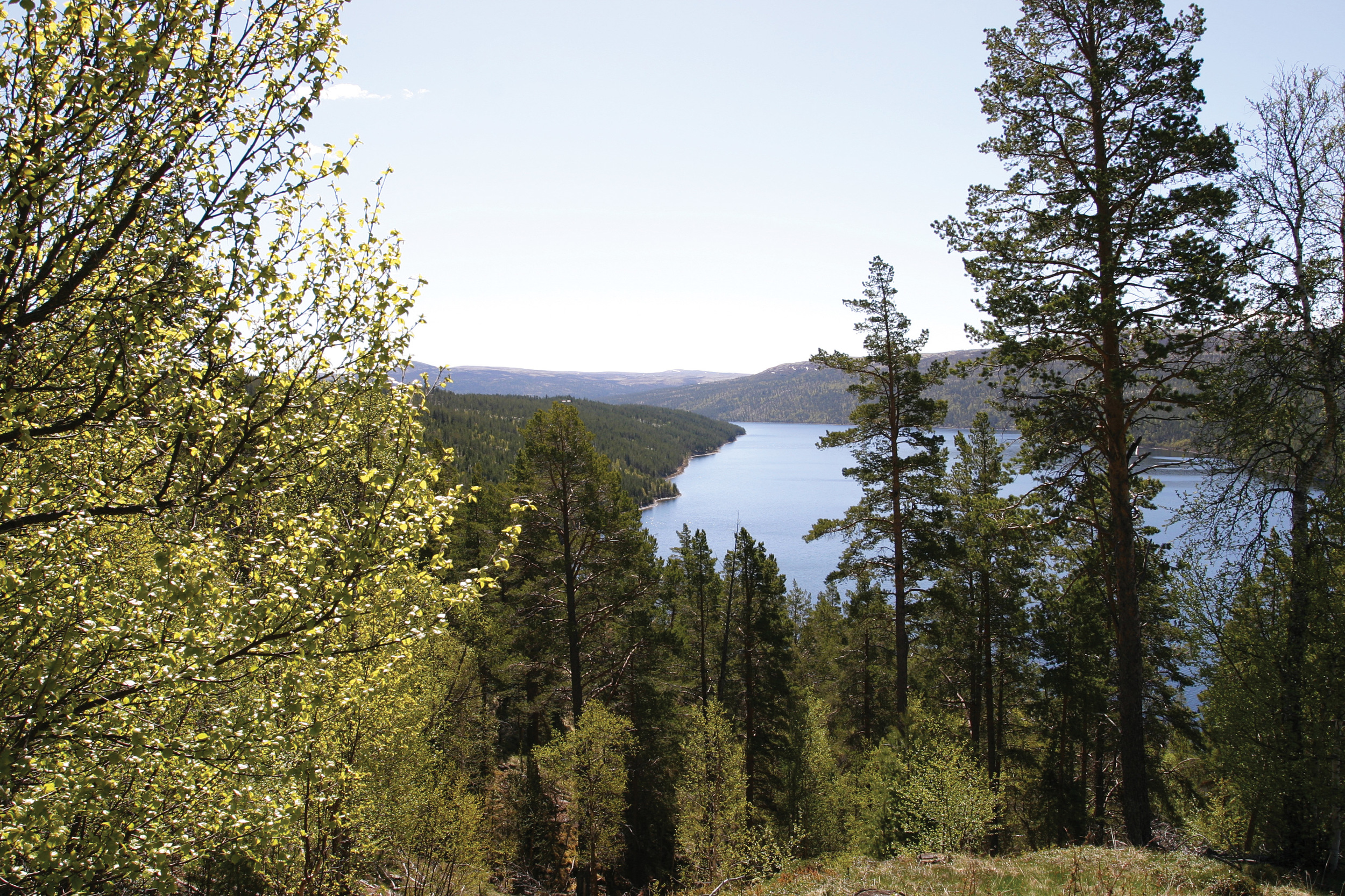 Tømmerressursene i skogen er betinget fornybare så lenge man også sørger for at ny skog kommer opp etter hogst. Foto: John Yngvar Larsson, NIBIO