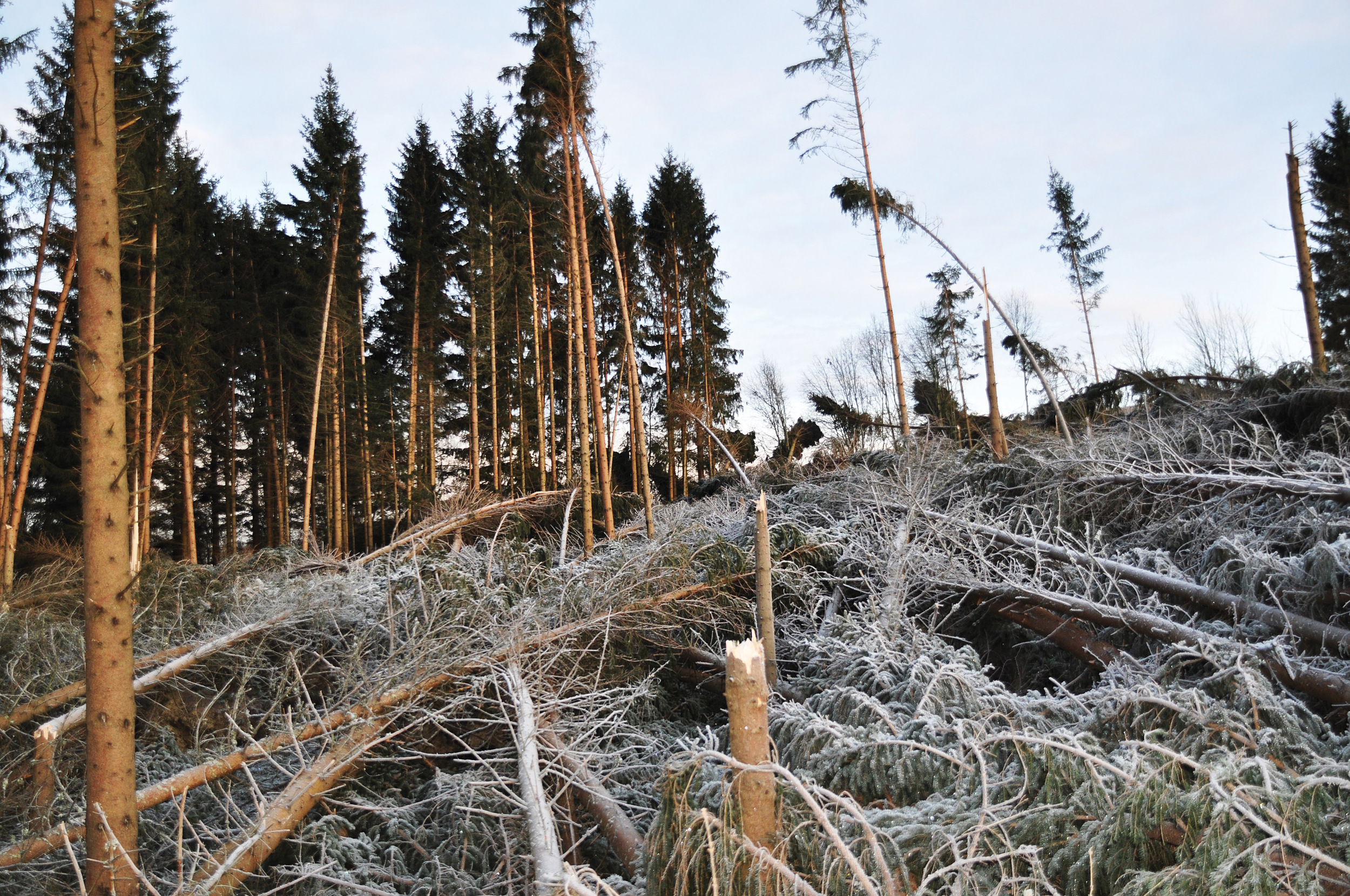 Skogen og skogbrukets infrastruktur er sårbar for ekstremvær. Her fra Brandbukampen etter orkanen Dagmar vinteren 2011–2012 Foto: Anders M. E. Hohle, NIBIO