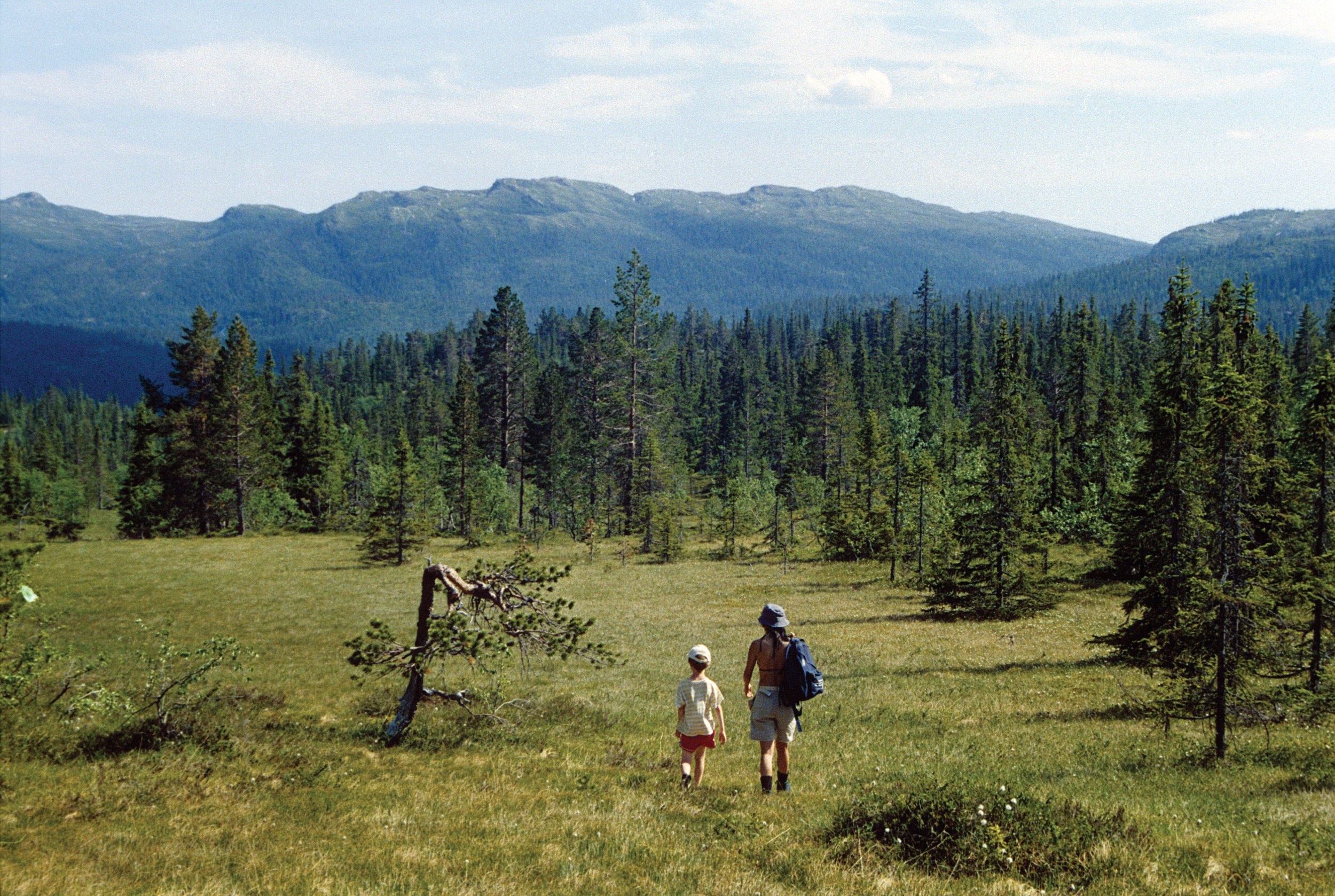 Allmennheten kan ferdes fritt i skog og mark hele året. Foto: John Yngvar Larsson, NIBIO