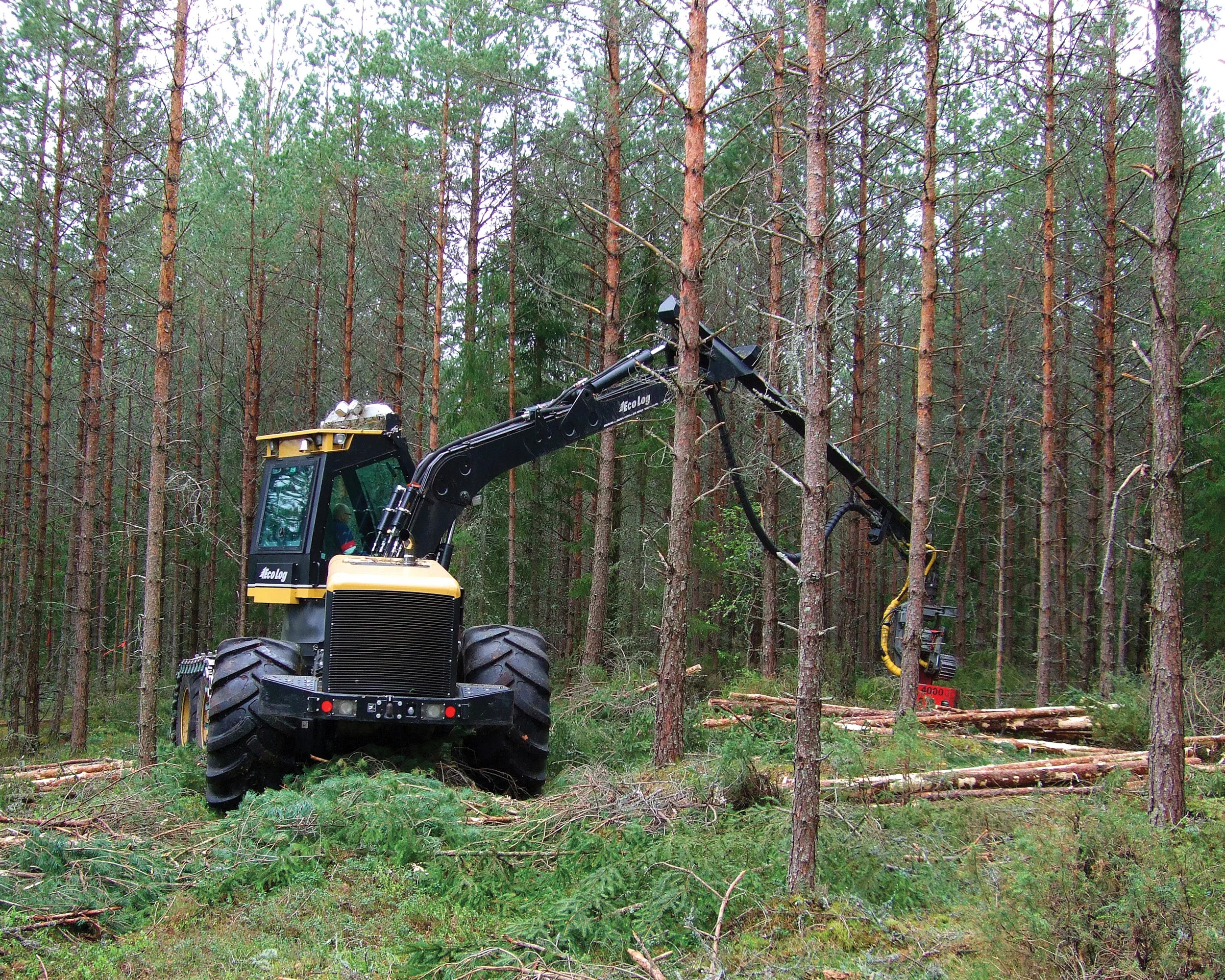 Norsk PEFC Skogstandard blir benyttet som et viktig grunnlag for skogsertifisering i Norge. Standarden har 27 kravpunkter som til sammen dekker områder og tiltak som har miljøpåvirkning eller er av betydning ved utøvelse av skogbruk. Maskinell tynning i furuskog. Foto: Gunnhild Søgaard, NIBIO