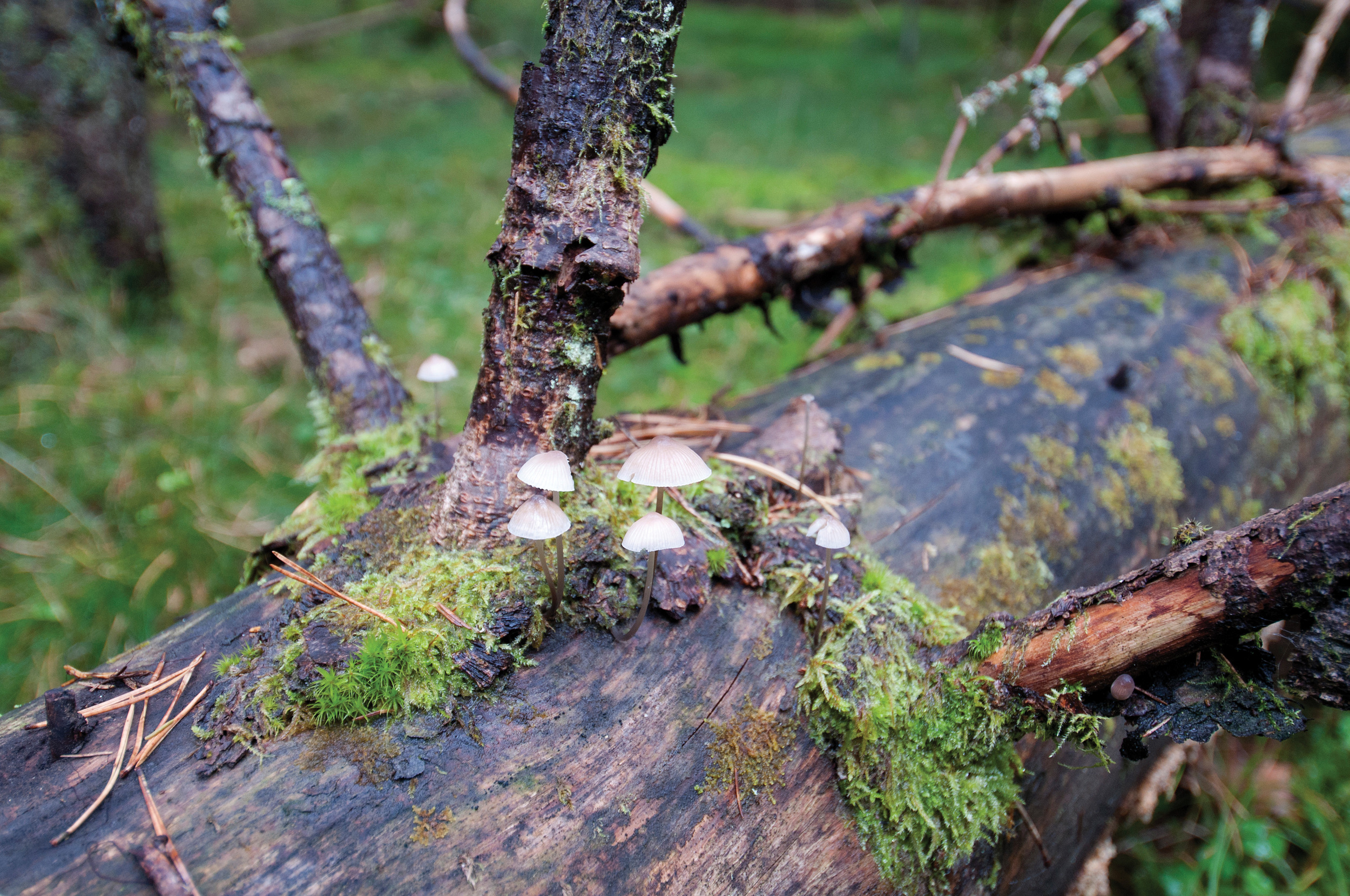 Naturindeksen for skog i 2015 viste en svak oppgang siden 1990, men ligger fortsatt på en relativt lav verdi. Det var særlig indikatorer for død ved og gamle trær, samt store rovdyr og nedbrytere som bidro til den lave indeksverdien, mens indikatorene for mengde død ved, hjortedyr, og blåbær bidro til den positive trenden.Utviklingen over tid illustrerer godt at endringer og dynamikken i skogen skjer langsomt. Nesodden, Akershus. Foto: Lars Sandved Dalen, NIBIO