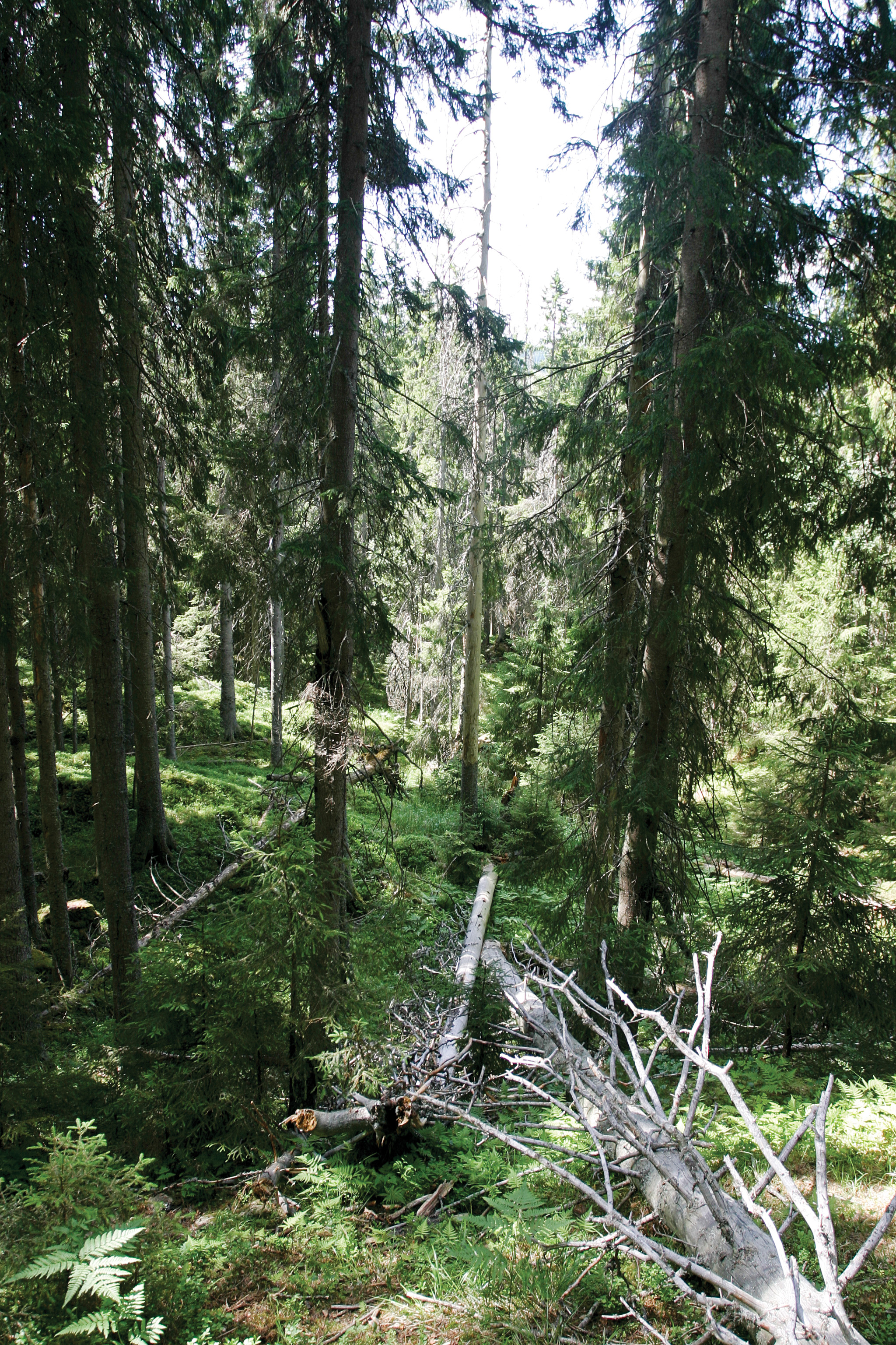 285 000 ha, eller 3,3 prosent av det produktive skogarealet omfattes av vern som naturreservat eller nasjonalpark. Bildet viser læger, liggende dødved i det som het Ormtjernkampen nasjonalpark, som i dag kjennes som Langsua nasjonalpark. Foto: John Yngvar Larsson, NIBIO