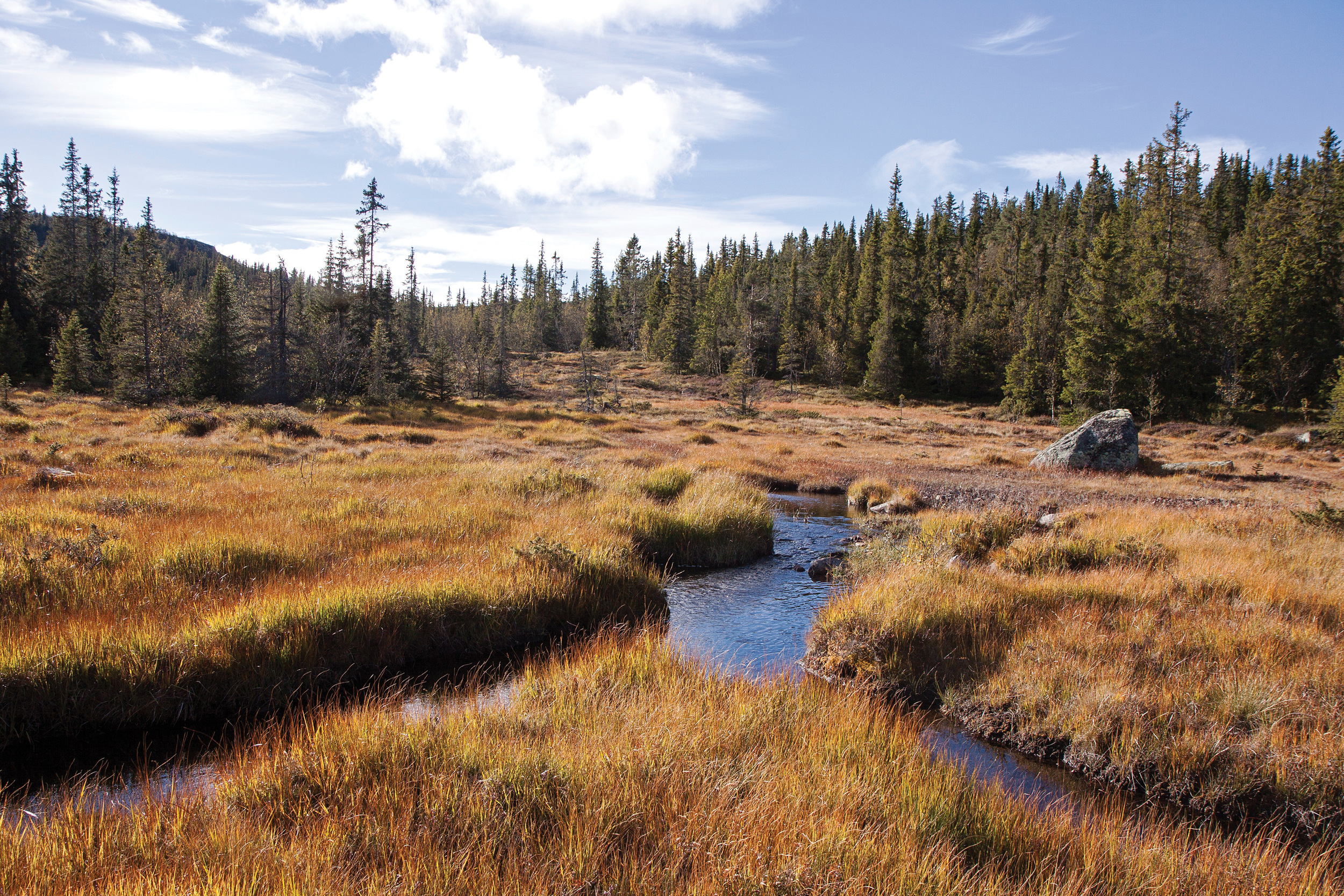 Myr er areal med så høy grunnvannstand at nedbrytingen av materiale går svært langsomt. Foto: John Yngvar Larsson, NIBIO