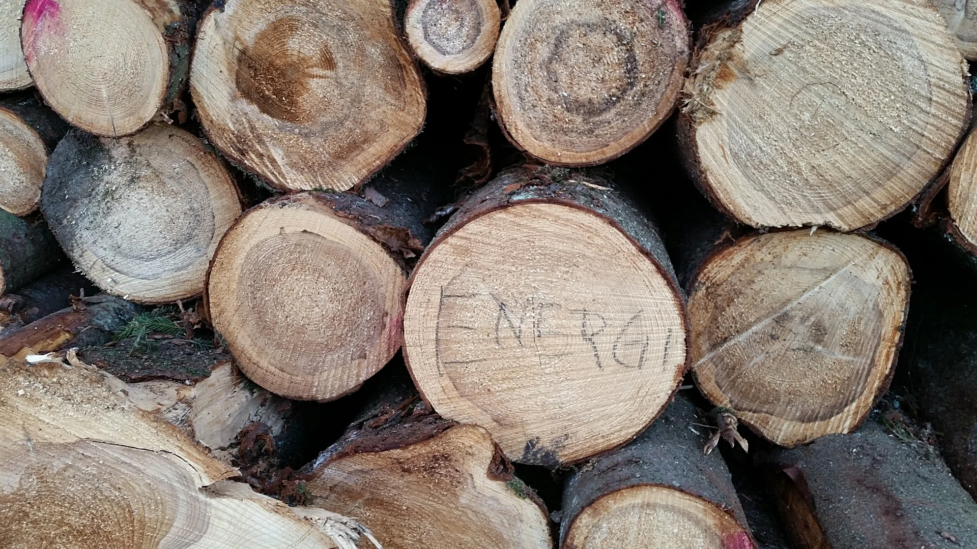 I 2016 ble det målt inn 340.000 fastkubikkmeter energivirke under bark. Foto: Eirik Nordhagen, NIBIO