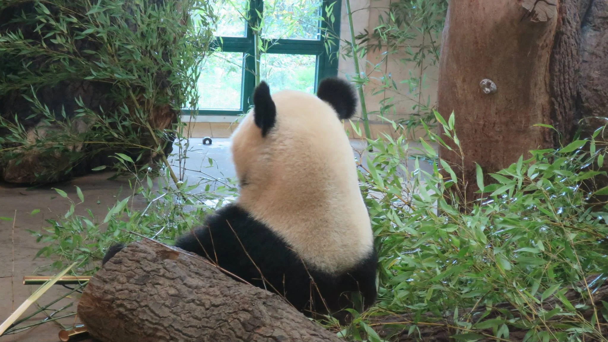 Shy panda