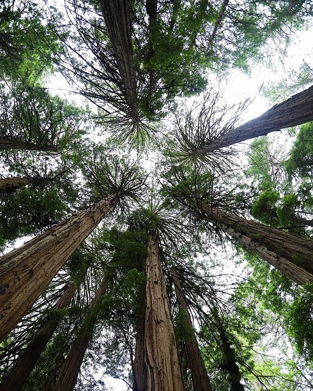 One of the best days. 
#getoutside #muirwoods #redwoods