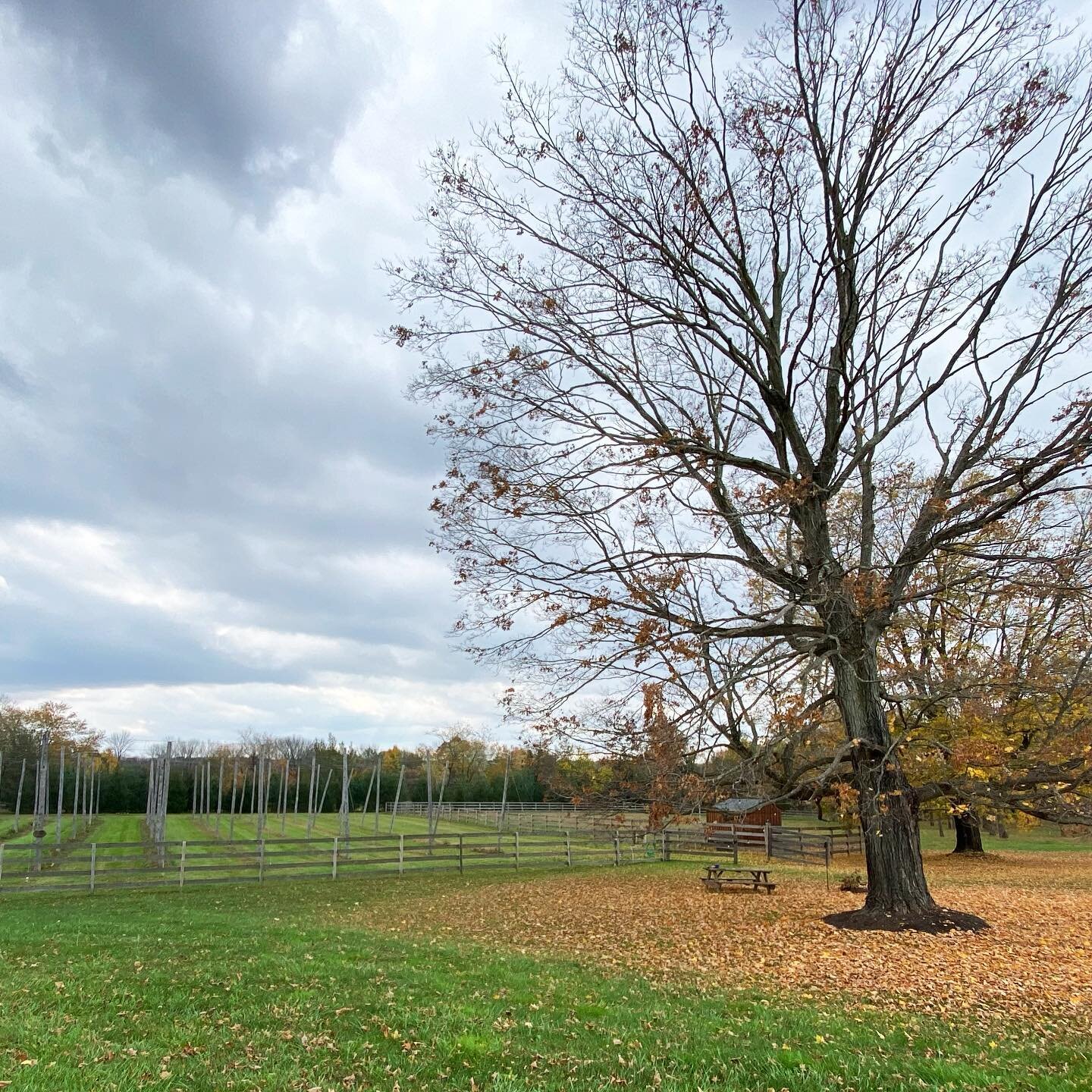 Enjoying the beautiful fall colors here at the farm! 🍁🍂
.
.
.
#fallcolors #fallfarmday #hopyard #freshhops #fallleaves #njfarms #craftbeer #drinklocal #growlocal #njfresh