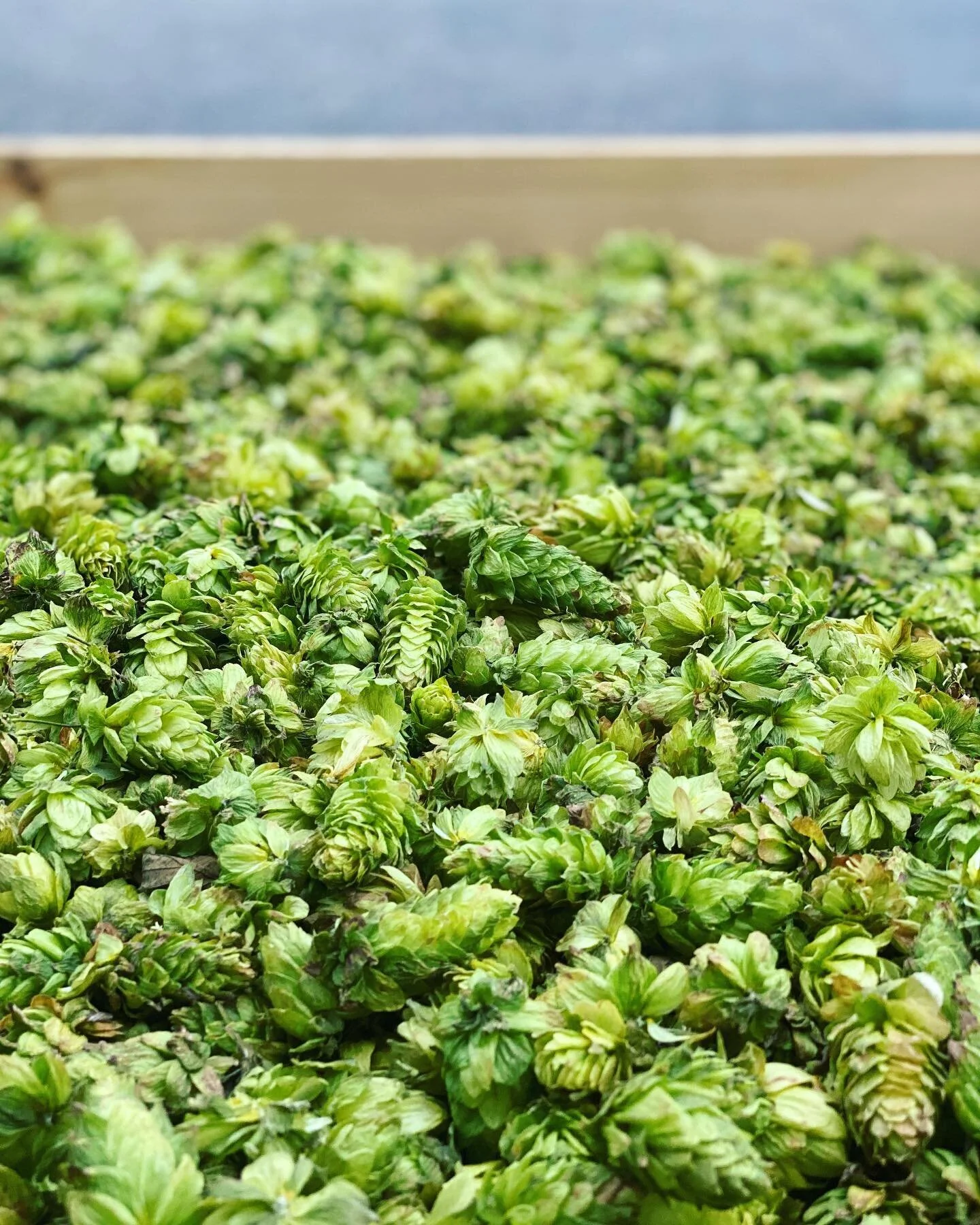 This past weekend we harvested 115lbs of cascade and chinook hops. More to come this weekend! 🚜
.
.
.
#harvest2020 #njhops #jerseyfresh #njbeer #homebrewer #craftbeer #njfarms #hopyard #freshhops #drinklocal #growlocal