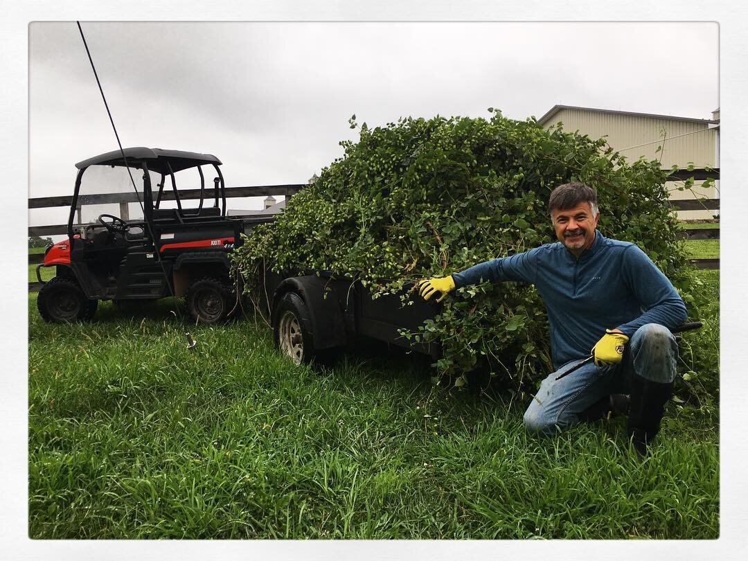 Ale in a day&rsquo;s work 🍺 
#skyhighhops .
.
.
.
#freshhops #njfarms #njcraftbeer #nj #flemington #supportlocal #warmweather #drinklocal #growyourown #growbeer #farmphotography #farmfresh #drinklocal #harvest #harvest2018 #hopfarm #hopyard #hops #n