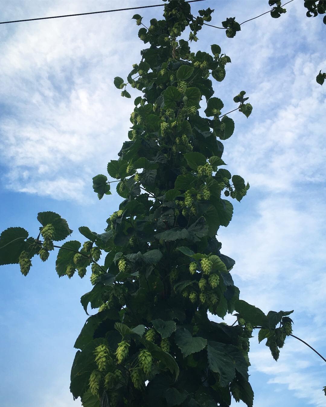 What do you think? Should we try to climb up? 🌱🧗🏻&zwj;♂️😍 #skyhighhops #harvest2018 #aboutthattime #hops #drinklocalbeer #familyfarming