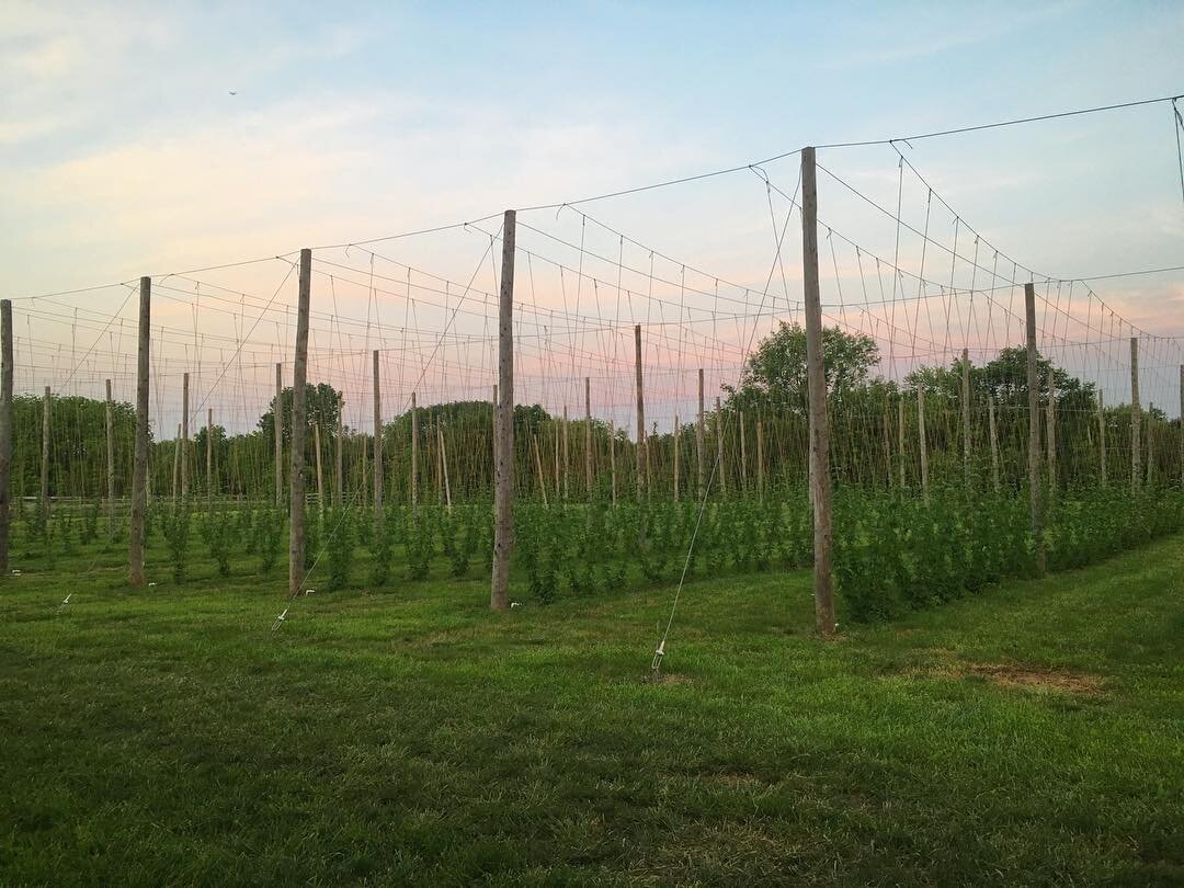 Next stop, to the🔝! 🧗🏽&zwj;♀️🌿#skyhighhops .
.
.
#freshhops #njfarms #njcraftbeer #nj #flemington #supportlocal #warmweather #drinklocal #growyourown #growbeer #farmphotography #farmfresh #drinklocal #harvest #harvest2018 #hopfarm #hopyard #hops 