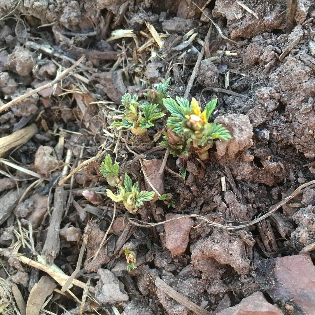 Hello spring! #skyhighhops