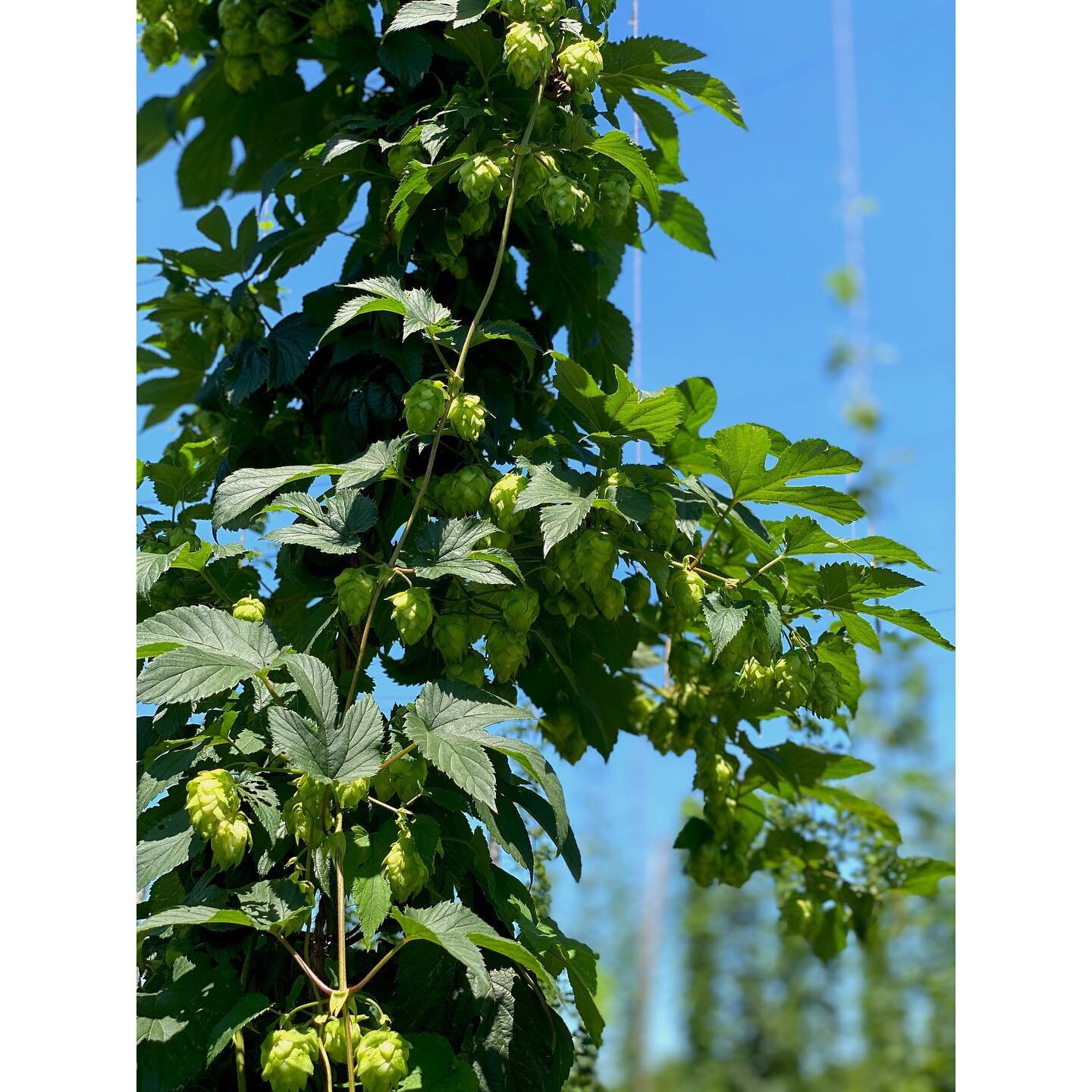 It&rsquo;s amazing the difference a few weeks can make! Swipe to see the progress 🌱 

The hops are coming in nicely and harvest is quickly approaching. Reach out via Instagram or email to place an order of our Jersey Fresh hops!
.
.
.
#skyhighhops #