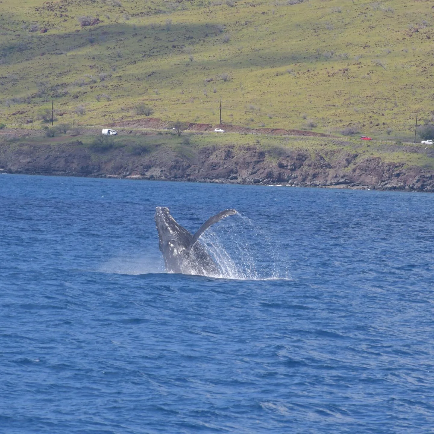 North Pacific humpback whales grace Hawaiian waters and shorelines for their annual Winter migration through the North Pacific Ocean. February seems to be a hot month for spotting them. If you listen to the audio in to the turtle video you can hear t