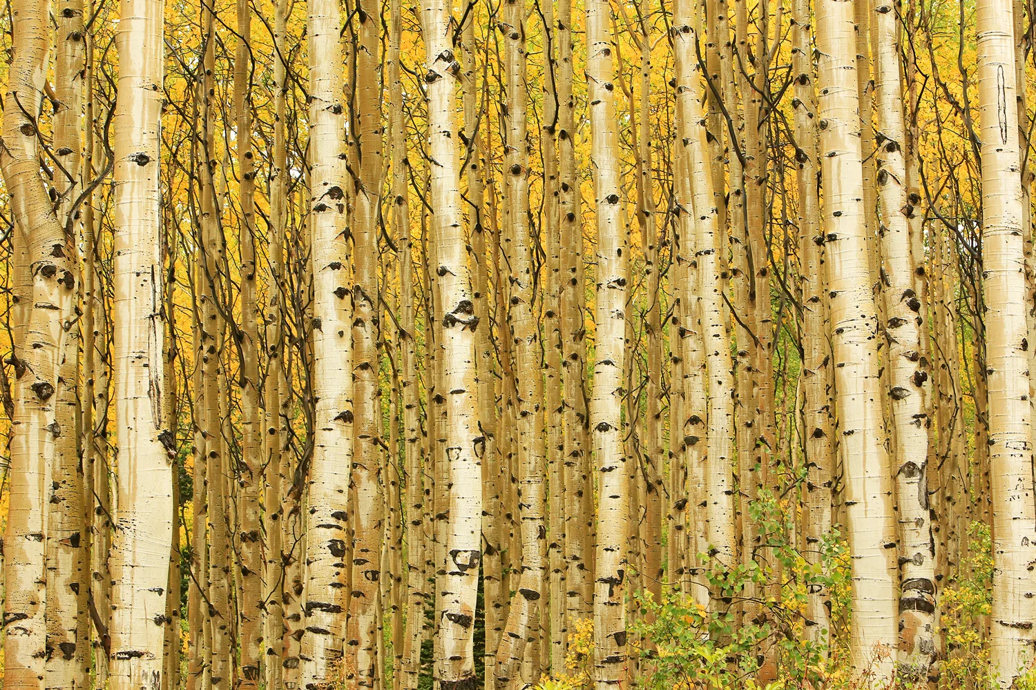 aspen_trees_sm.jpg