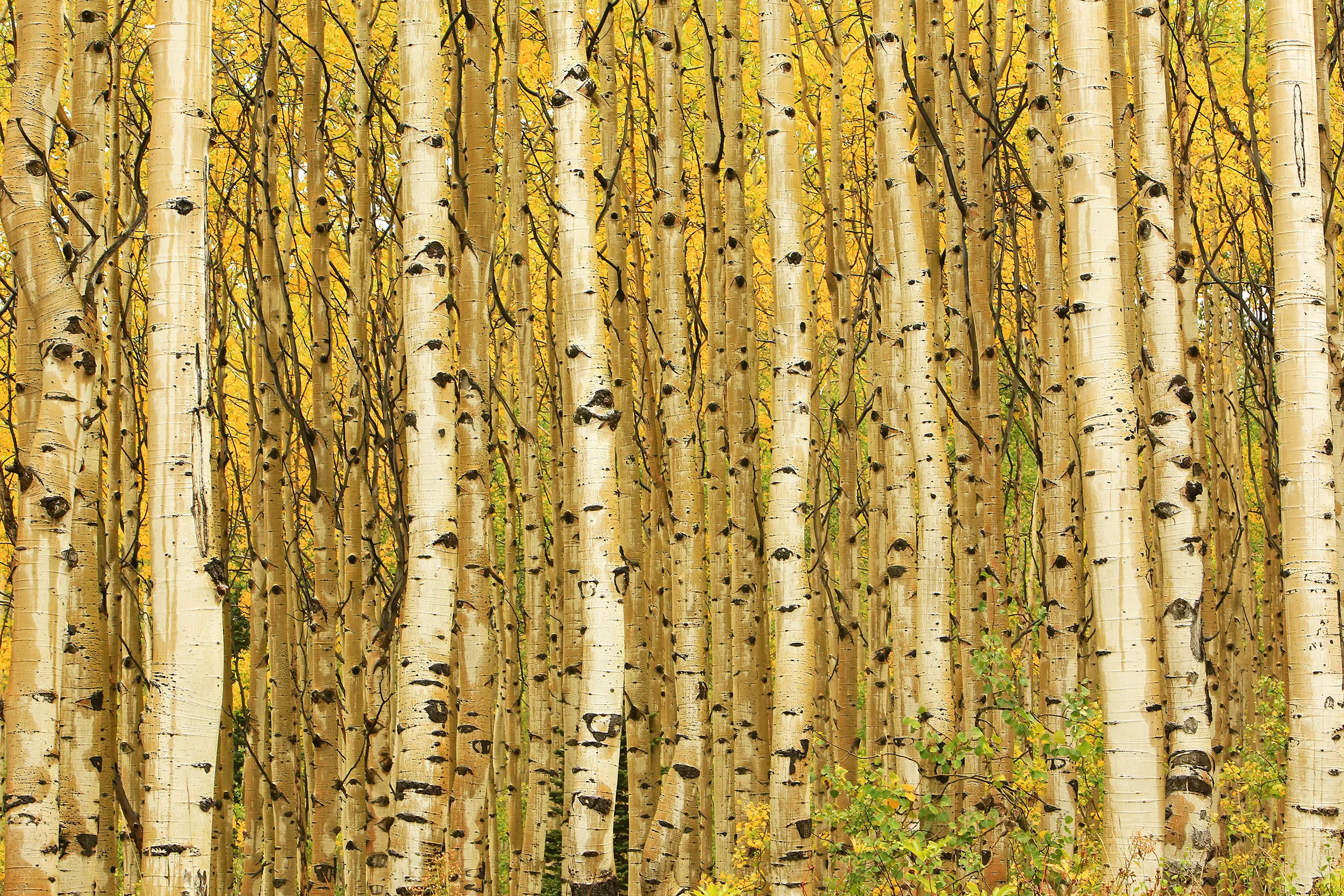 shutterstock_272718011.jpg