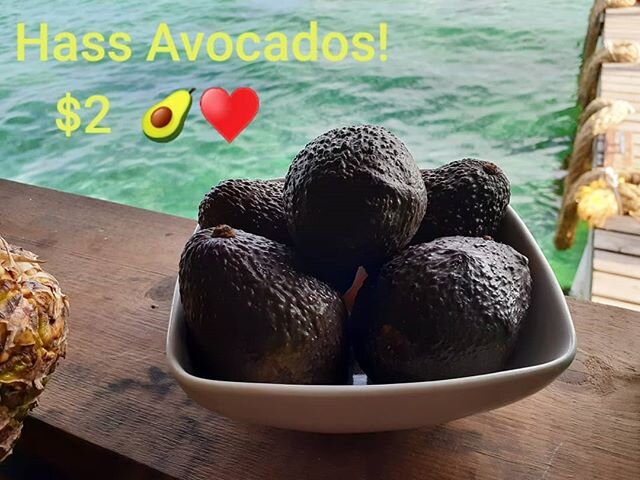 We Have Hass Avocados!! Come buy a few! Or add avocado to anything on the menu!! &hearts;️🥑😍&hearts;️ #vegan #vegaterian #bocasdeltoro  #overthewater #beachcafe #bestlunchever #bestplacestoeatinpanama #panama #goodfood #greatfood #thingstodoinbocas