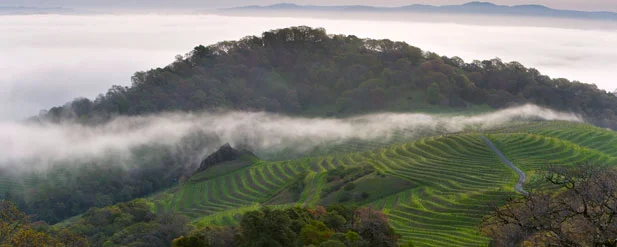 CAIN VINEYARDS