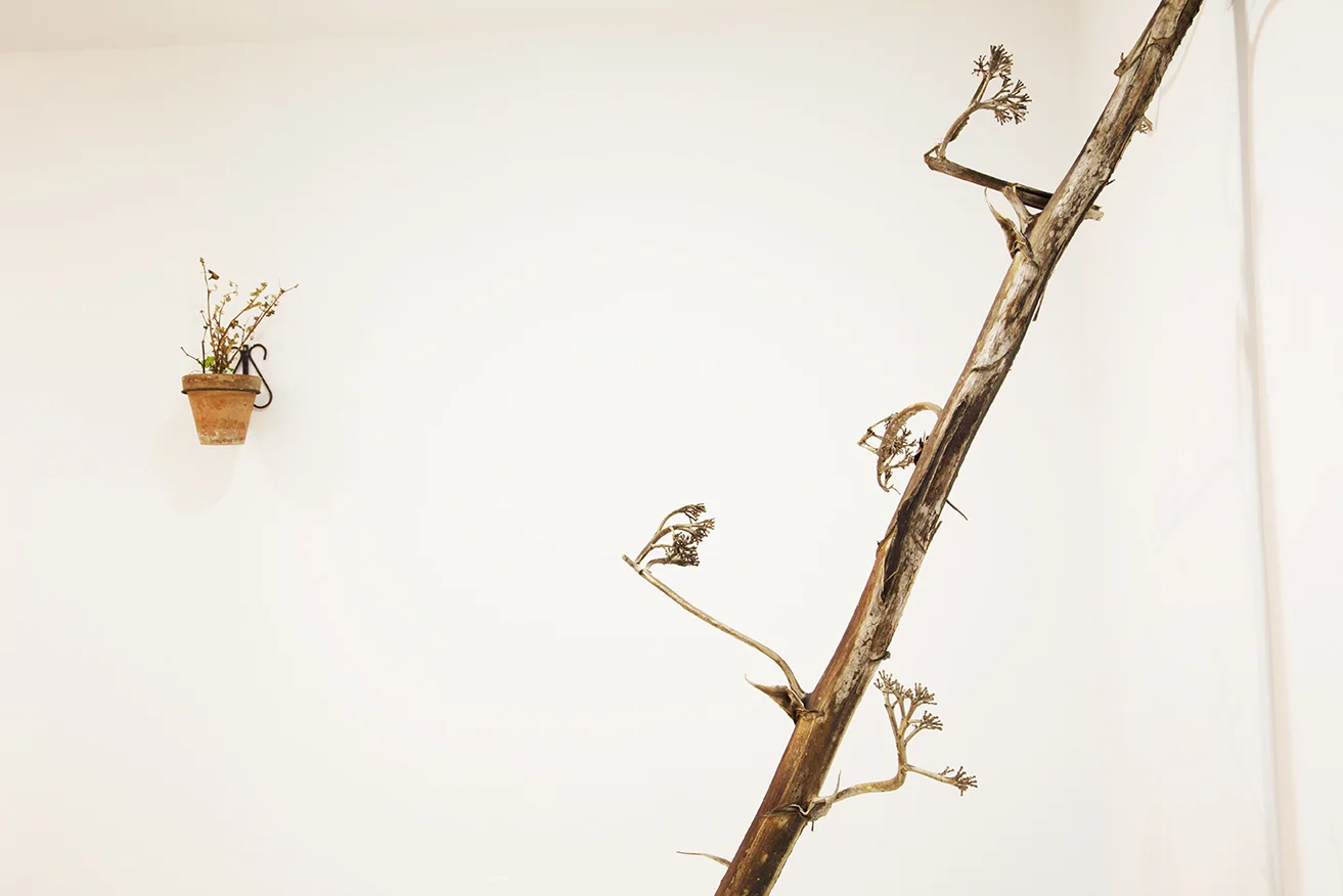JAVIER ARCE © 2016 MICROPOLITICAS , INSTALLATION VIEW . EXHIBITION AT MUSEO CENTRO DE ARTE PEPE ESPALIÚ