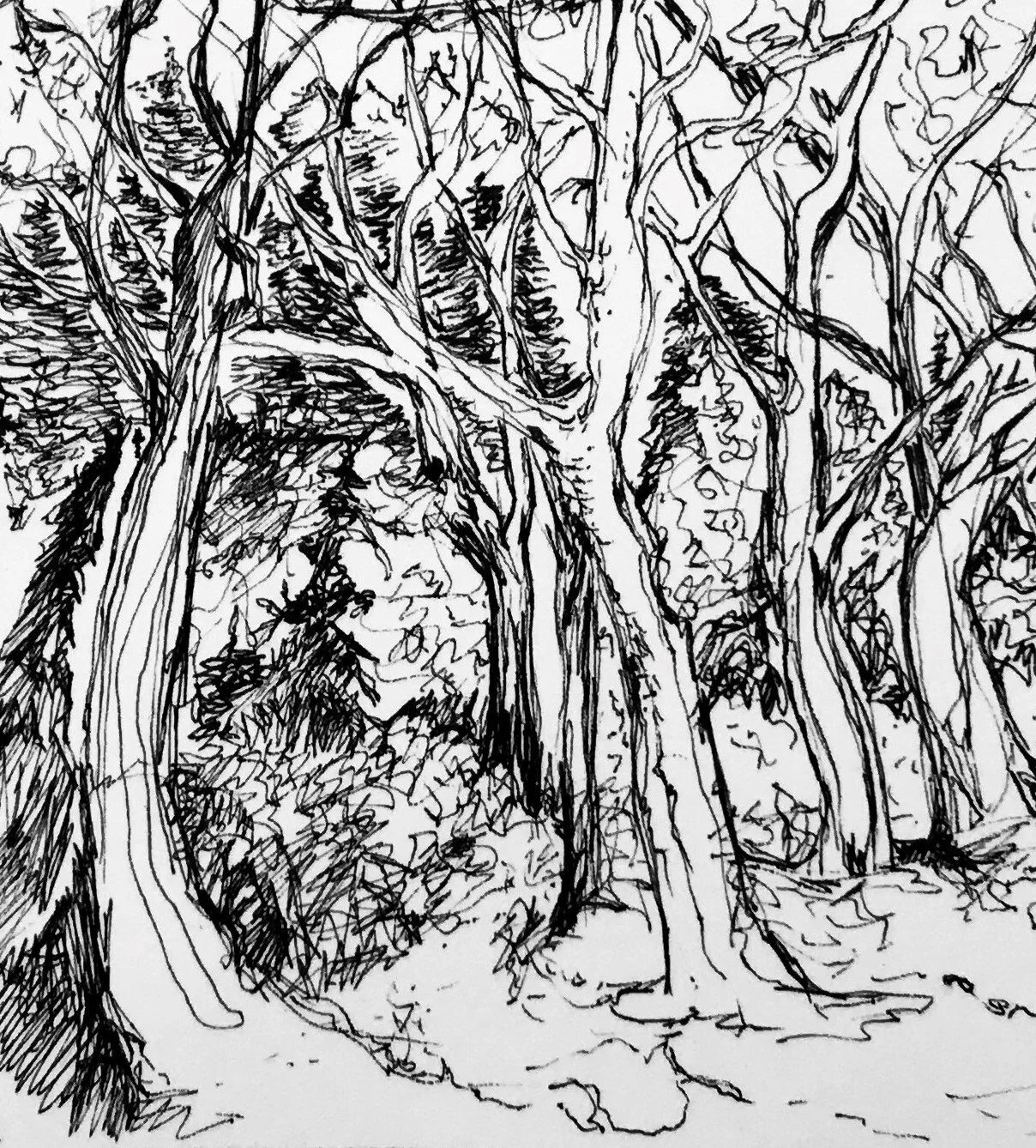 16.-A-Grove-of-Trees,-Rochester,-NY.-11x14.-Detail-II.jpg