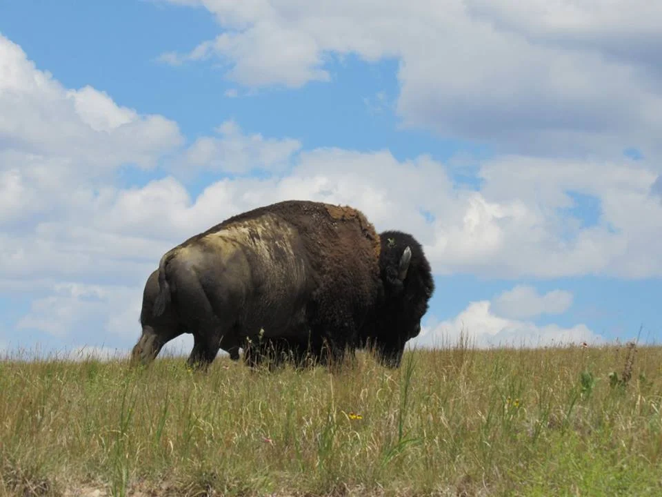 and this huge guy, seriously built like a brick house 