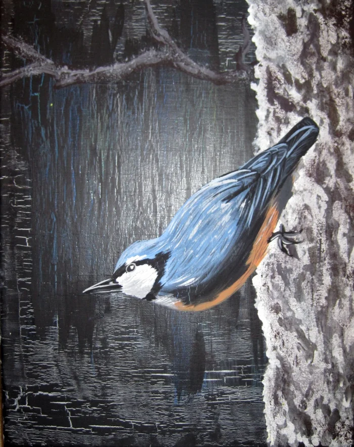 nuthatch