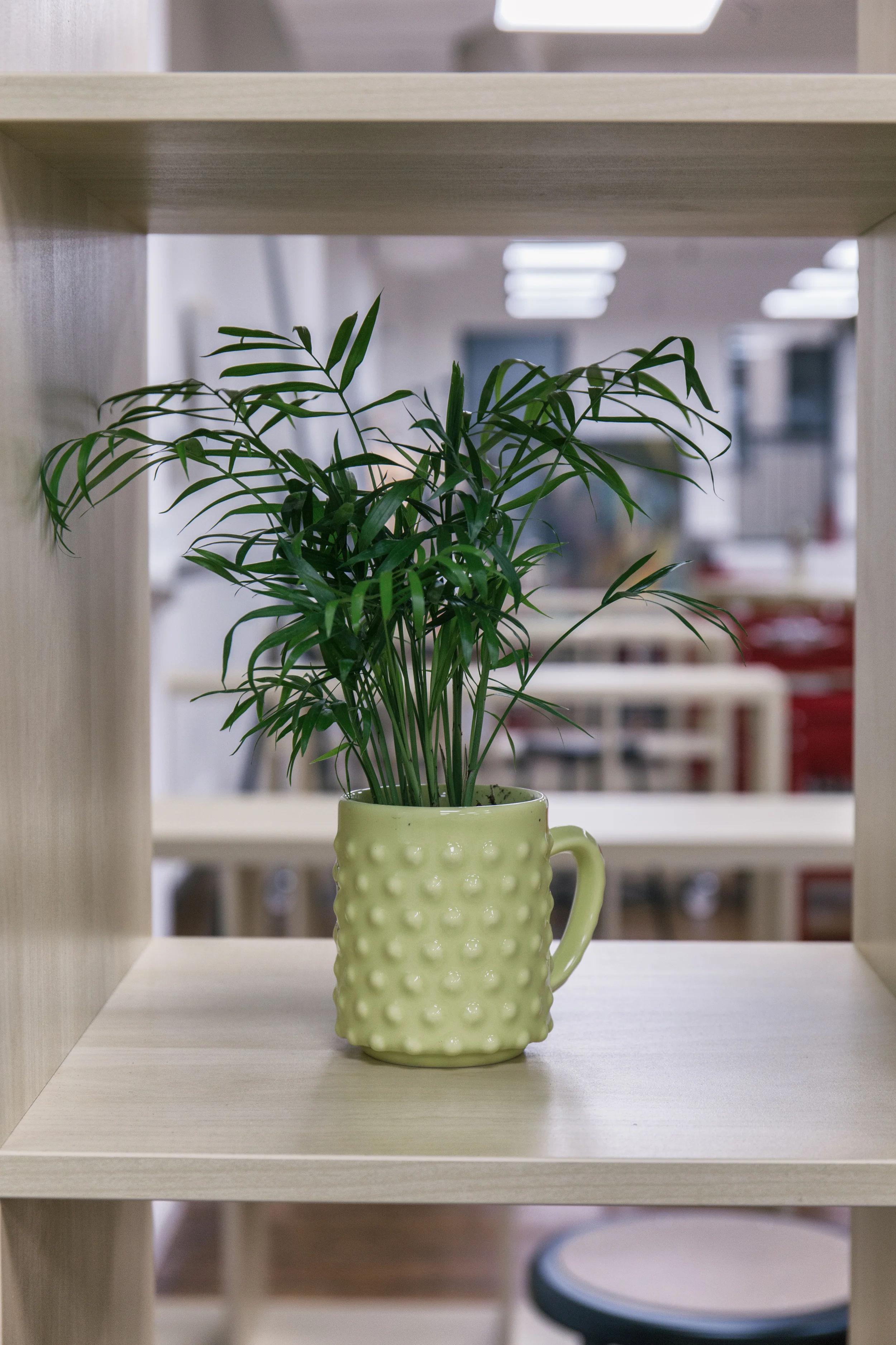 Studio plant