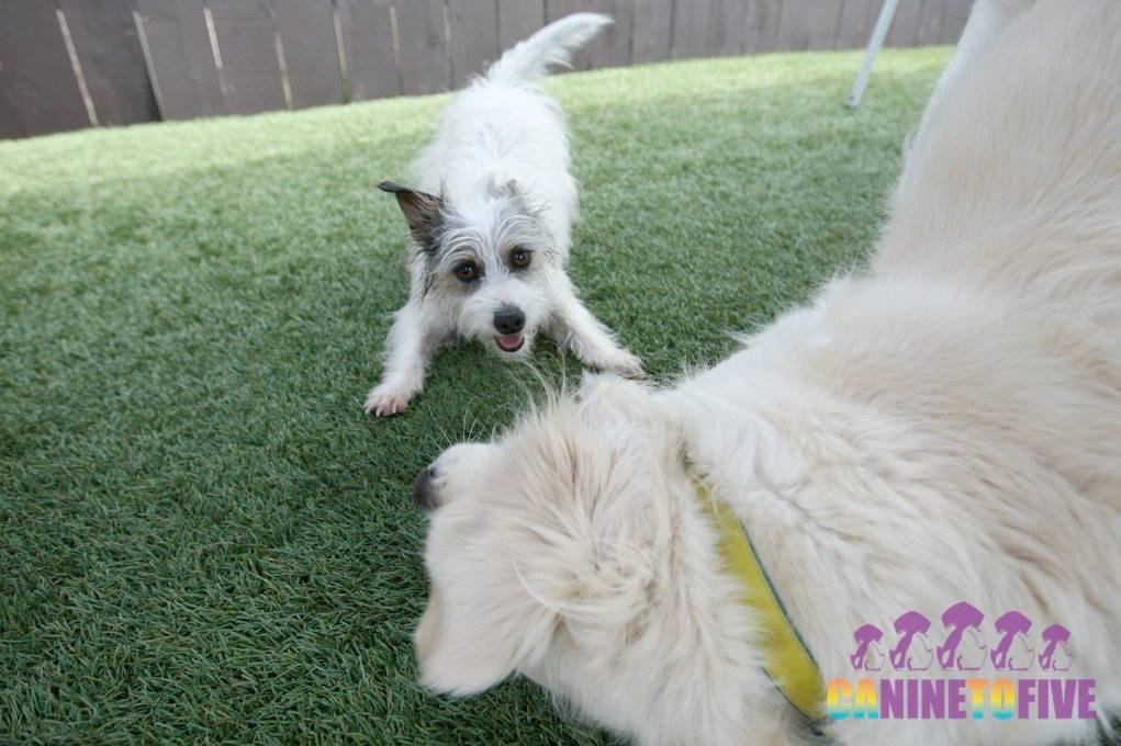 Puppy Kindergarten