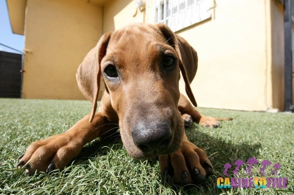 puppy playtime.jpg