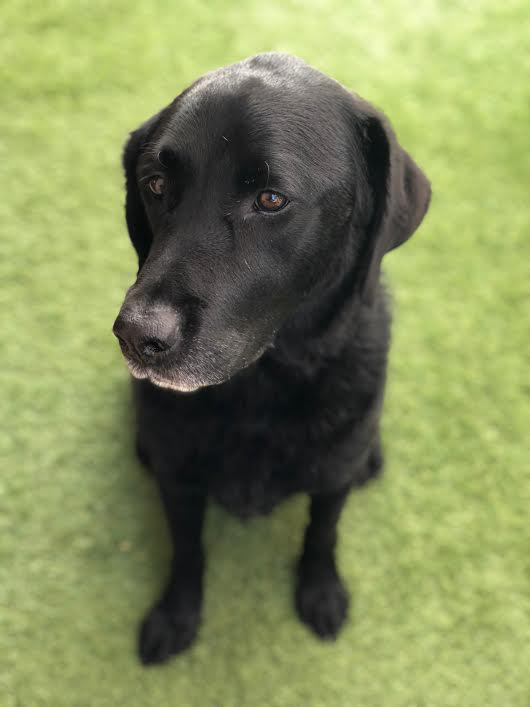 blacklab.png