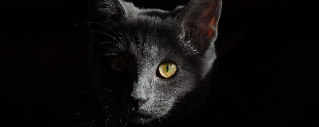 cat.png