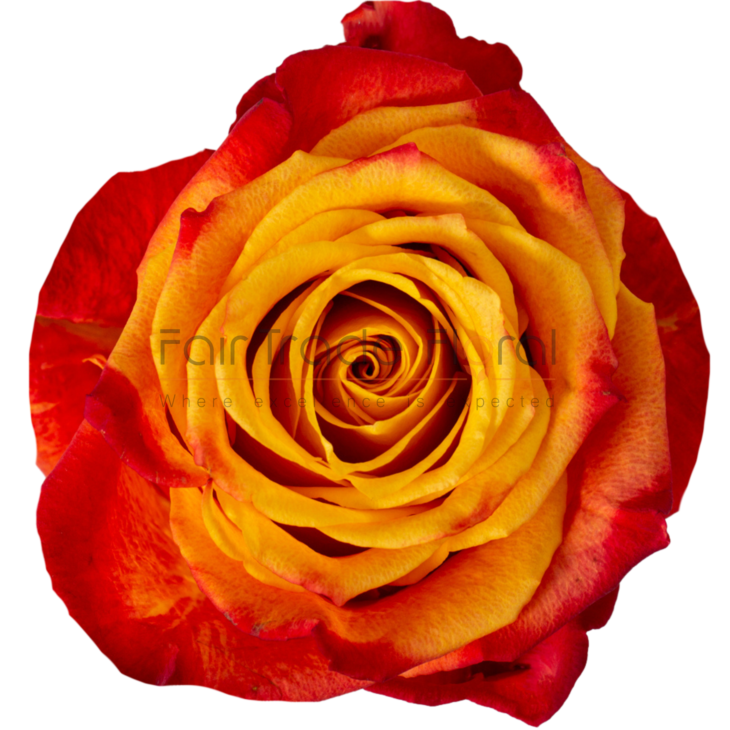 Atomic Rrose Roses — Fair Trade Floral