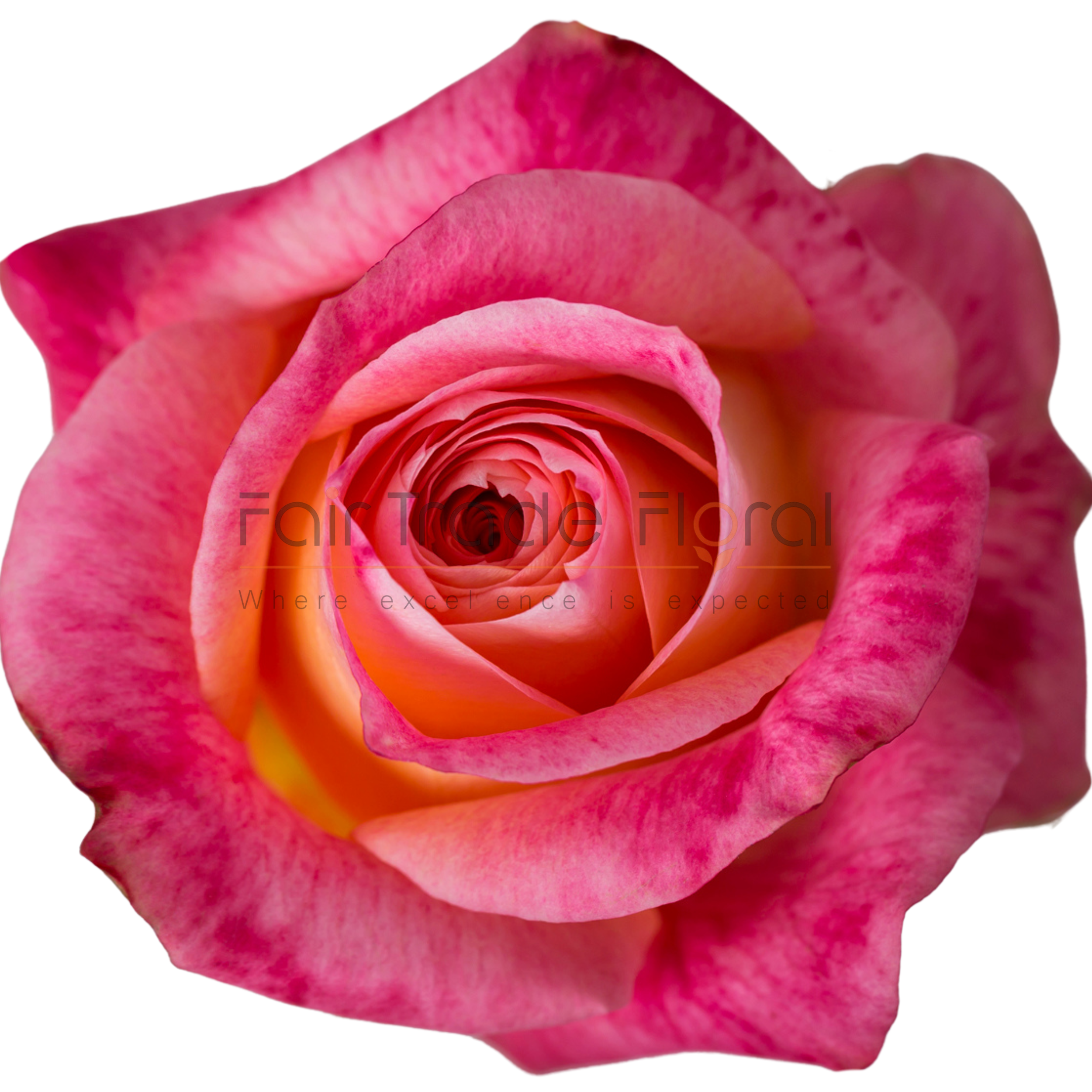 Roses — Fair Trade Floral