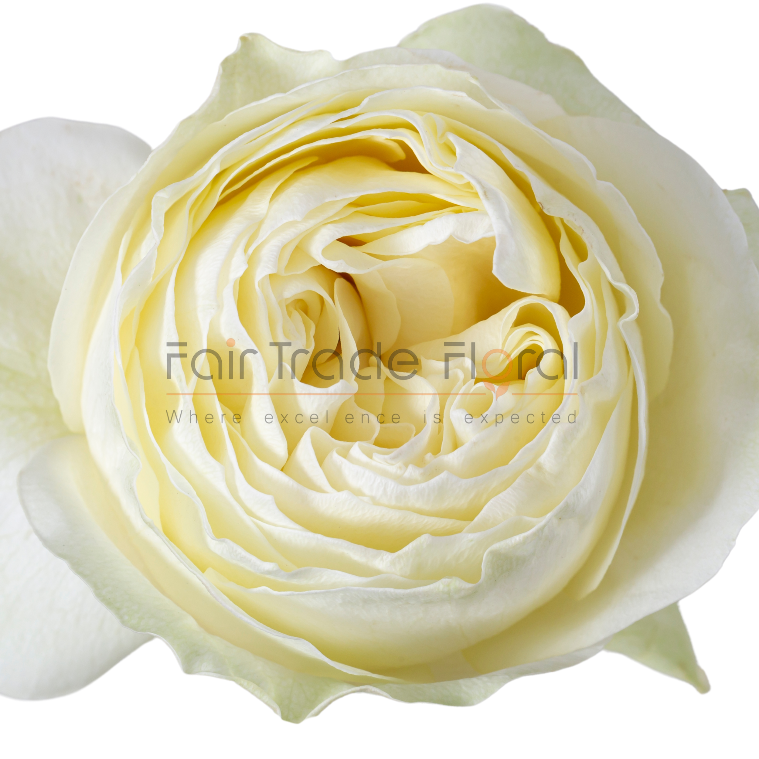 Roses — Fair Trade Floral