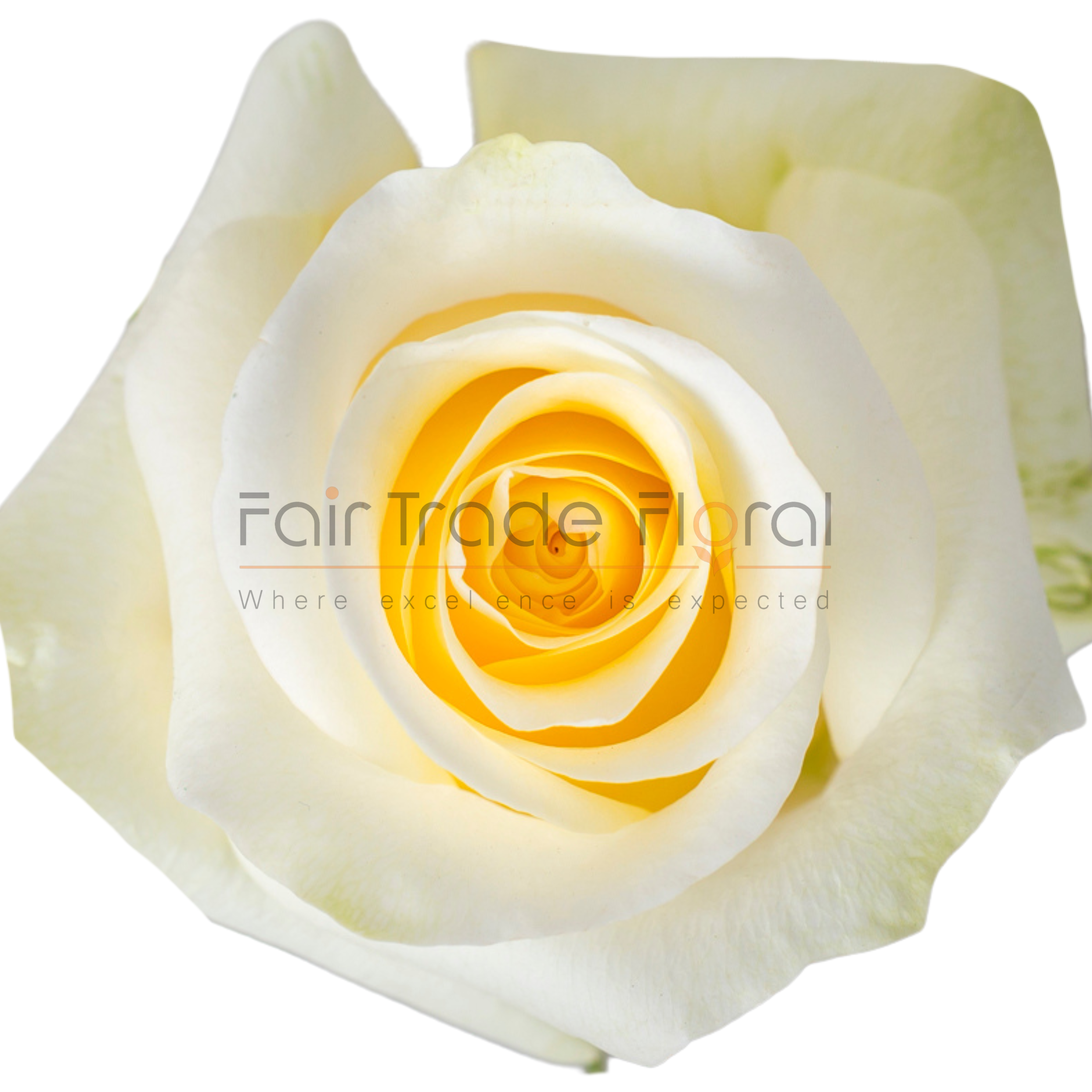 Roses — Fair Trade Floral