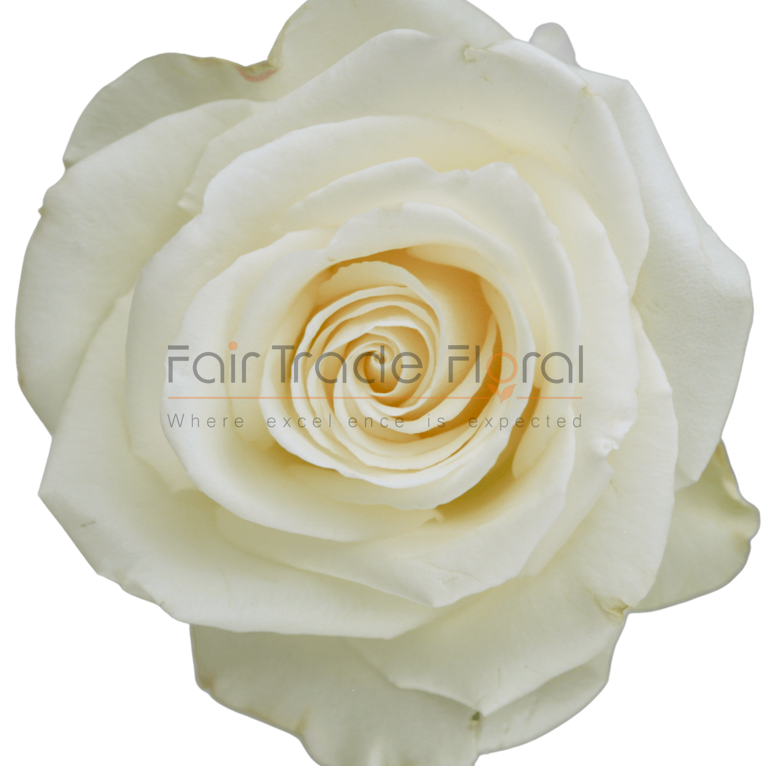 Roses — Fair Trade Floral