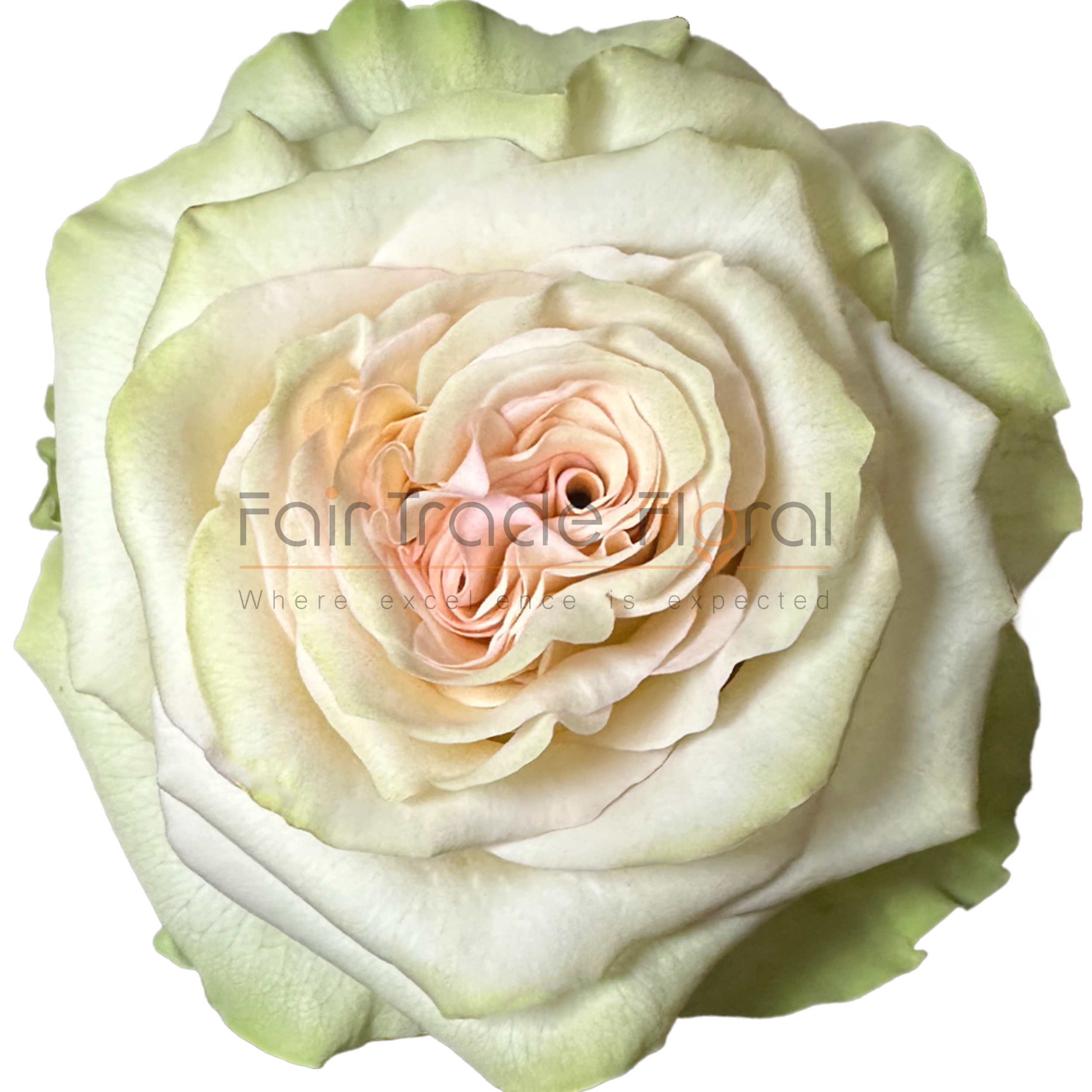 Roses — Fair Trade Floral